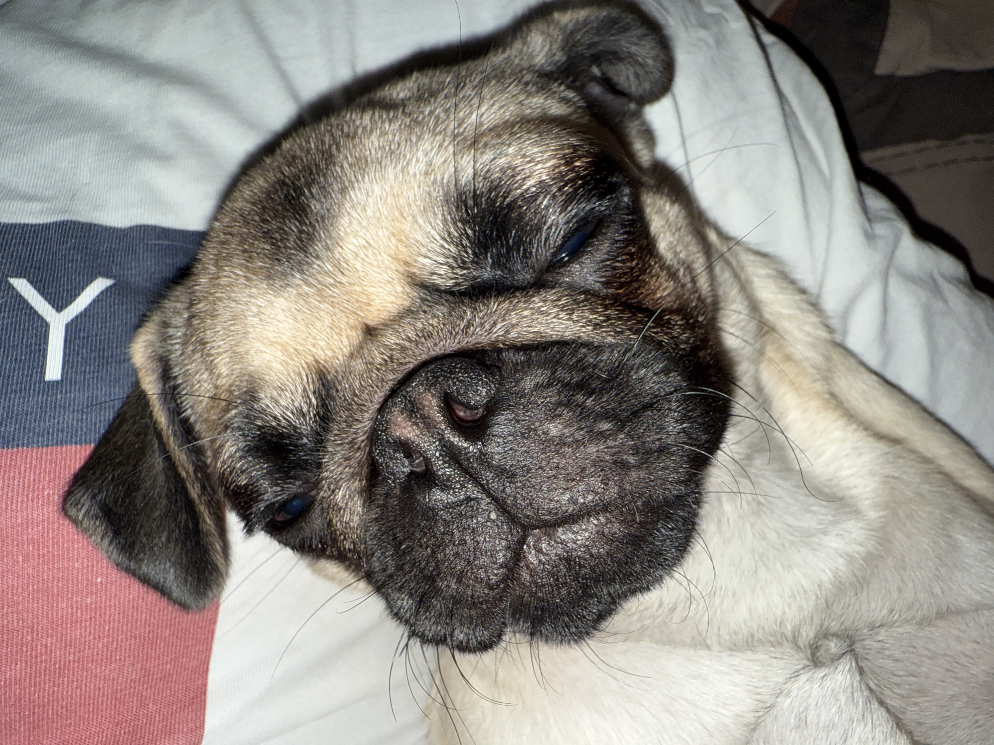 A pug puppy is lying on a white surface, possibly a bed, with its head resting to the right. The puppy's fur is a mix of fawn and black. Its eyes are partially closed, and its muzzle is wrinkled. The background consists of a striped fabric, with sections of red, white, and navy blue with a white "Y" shape. The lighting appears to be artificial, casting shadows on the puppy's face. The overall scene is intimate and appears to be taken indoors. There are no visible signs of the city or any specific location details.