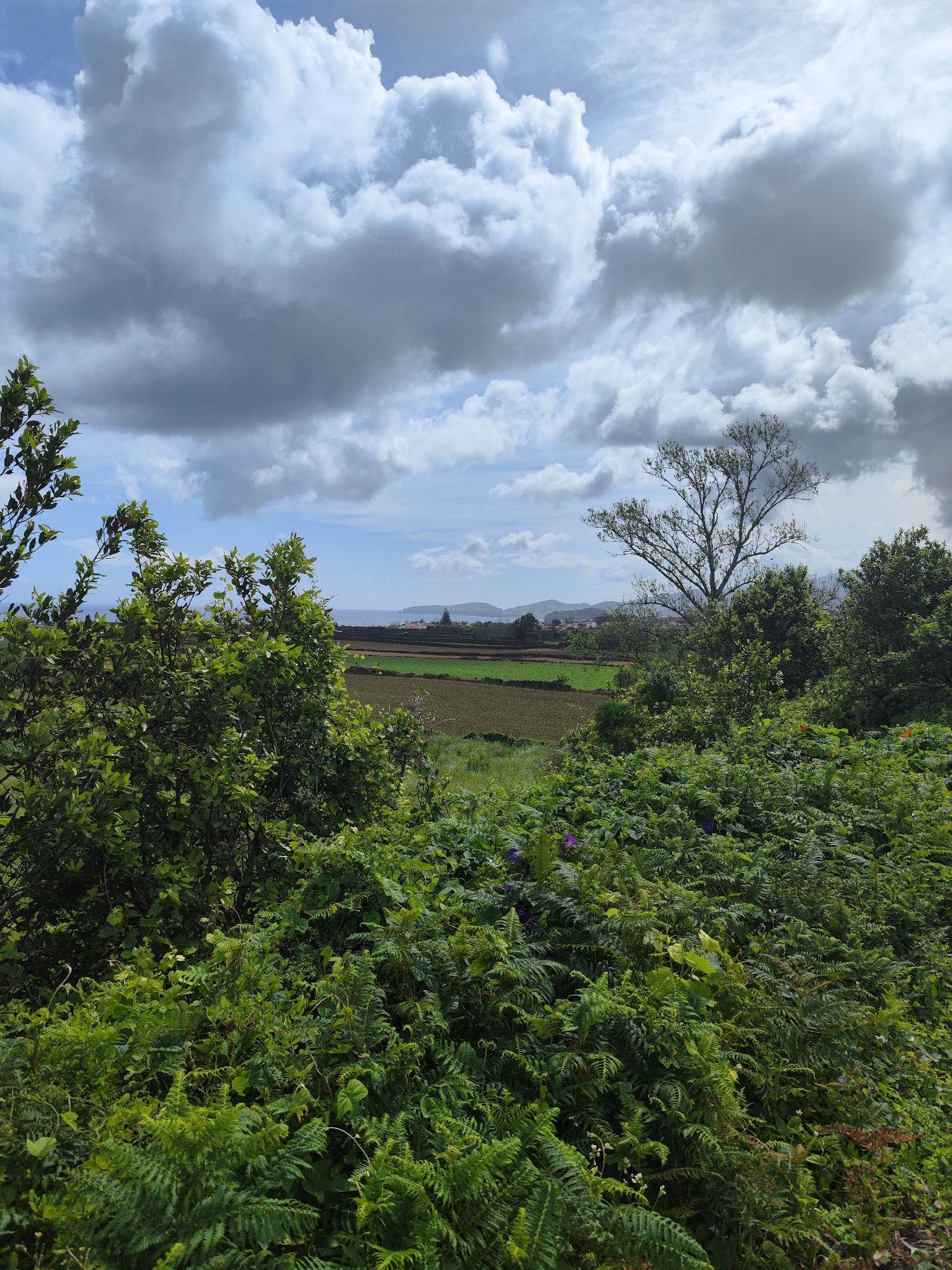 The image shows a landscape in Ribeira Grande, Portugal, featuring dense green vegetation in the foreground. Ferns and various shrubs fill the lower portion of the frame. Through an opening in the greenery, cultivated fields are visible in the mid-ground, appearing brown and green. Further in the distance, a cluster of buildings marks a settlement. The horizon features a coastline, and above, the sky is dominated by large, gray and white clouds.