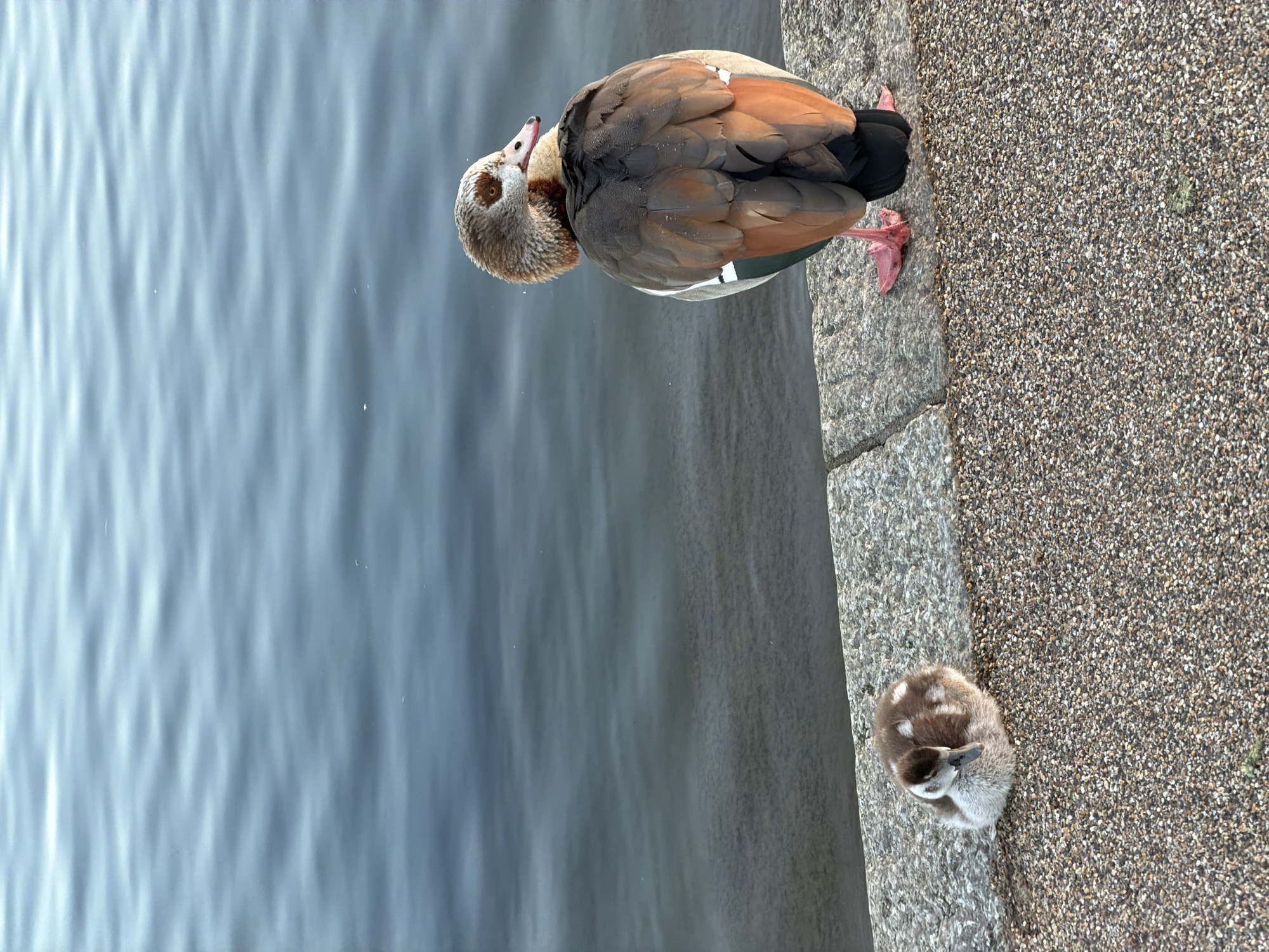 The photograph shows an Egyptian goose and its gosling on a concrete surface next to a body of water. The adult goose, displaying brown, tan, and gray plumage with pink legs, is oriented with its head facing back. The gosling, predominantly gray and white, is in a curled position further along the concrete. The concrete surface is made up of small pebbles, while the water shows slight ripples. Without other references, determining the specific location within London is not possible based on this image alone.