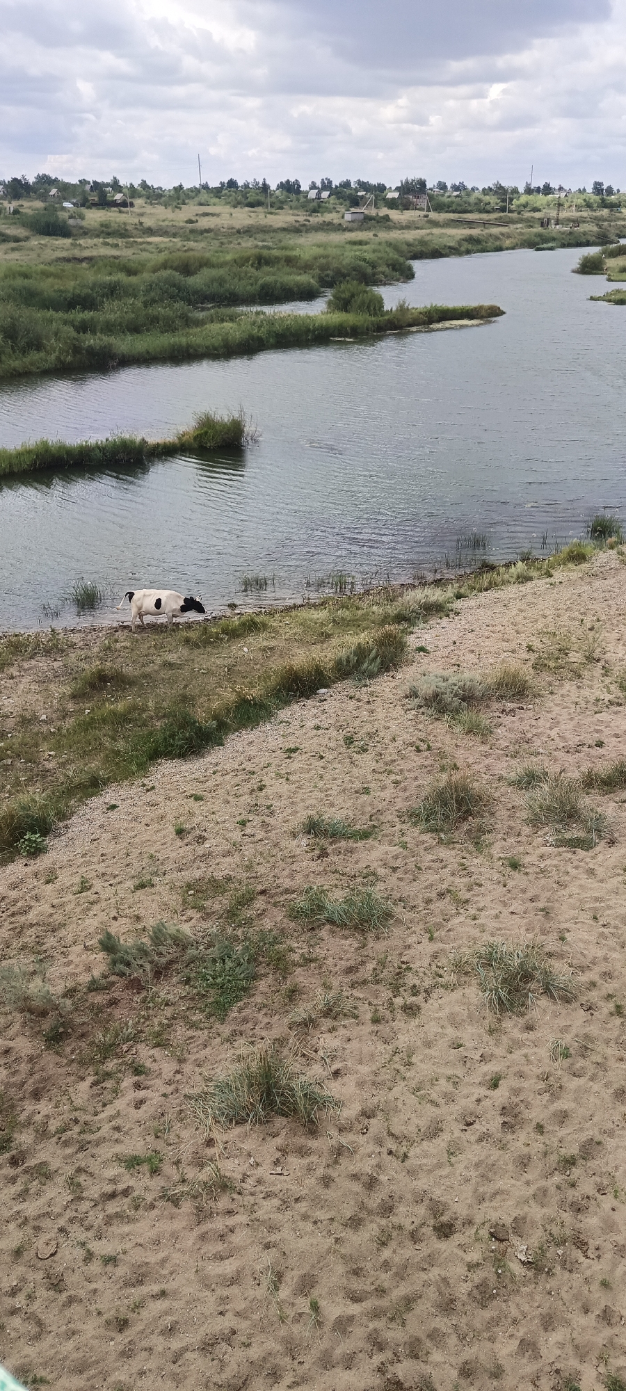 A cow with black and white patches is standing at the edge of a body of water, near the shore covered in sand and sparse grass. The cow appears to be drinking or grazing. The water is calm with small ripples, and there are patches of green vegetation in and around it. In the background, there is a landscape with more vegetation, some small buildings, and a cloudy sky. The overall scene depicts a rural or natural environment.