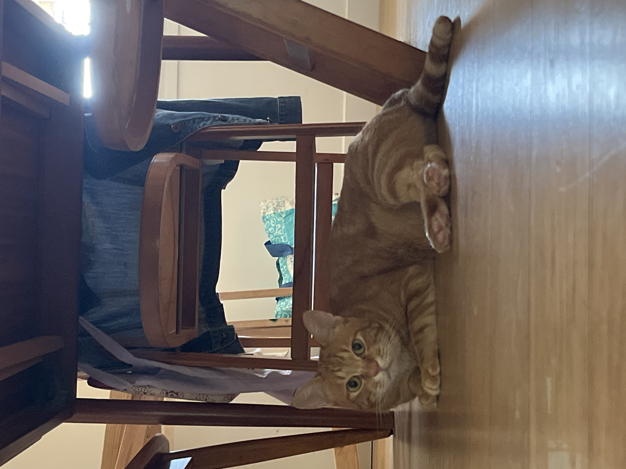 A ginger tabby cat is lying on a wooden floor underneath a wooden table. The cat is looking towards the camera with green eyes. Behind the cat, there are chair legs, some clothing, and a blue and white patterned bag. The scene is brightly lit, with sunlight streaming in from the right side of the image. This image was taken at an indoor location in Villejuif, France.