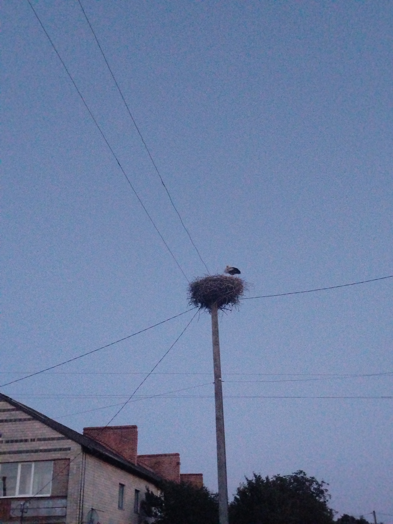The image shows a stork in a nest on a utility pole. The nest is large and made of twigs. The stork is black and white and is facing to the right. The nest is located in the city of Ustyvytsia, Ukraine. The sky is blue and there are some clouds in the sky. There is also a building and some trees in the background. The image appears to have been taken at dusk.