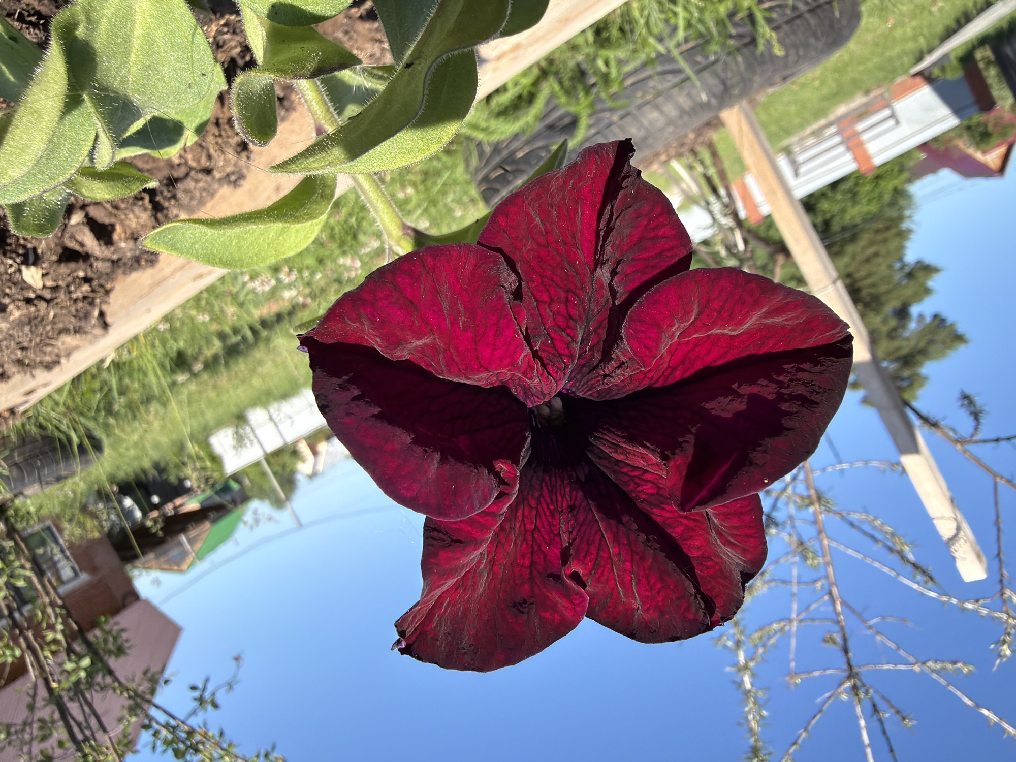 A close-up, low-angle, vertical shot features a deep red petunia flower in sharp focus against a blurred background. The flower's petals are velvety with dark veins and delicate, almost translucent edges. To the left of the flower, fuzzy green leaves of the same plant are visible, growing from dark soil within a wooden planter box.
The background shows a grassy yard under a clear blue sky. In the distance, out of focus, are several buildings with red and white siding, a tall white structure with orange accents, and some bare tree branches extending from the right side of the frame. The scene appears to be an outdoor setting, likely a garden or backyard, in the city of Chaikovsky, Russia, suggested by the context of the prompt. There are no people or animals present in the image. The overall impression is one of vibrant floral beauty contrasted with the everyday structures of a residential area.