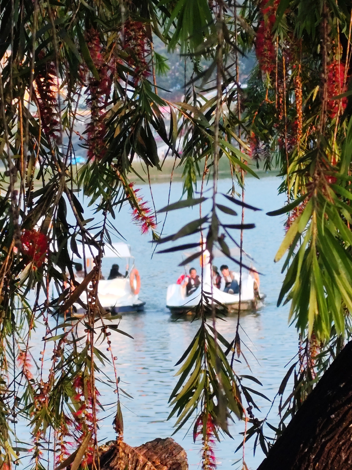 The image captures a serene scene at Xuan Huong Lake in Da Lat, Vietnam. Two white paddle boats float on the calm, light blue water, with people visible inside each. The foreground features hanging branches of a Callistemon (bottlebrush) tree, its green leaves and red, bottle-brush-like flowers creating a natural frame for the lake view. The composition is a blend of nature and human activity, suggesting a peaceful, recreational setting. In the distance, a faint outline of buildings or hills can be discerned.