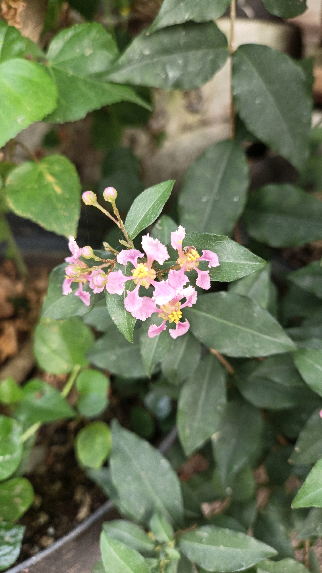 A close-up, eye-level, vertical shot focuses on a small cluster of delicate, pale pink flowers with bright yellow centers, nestled amongst dark green, ovate leaves. Two small, pink flower buds are visible at the top left of the cluster. The background is softly blurred, showing more foliage and a textured, light-colored wall. The scene appears to be outdoors, possibly in a garden or a natural setting. There is no indication of the city of Cikal, Indonesia, or any people present.