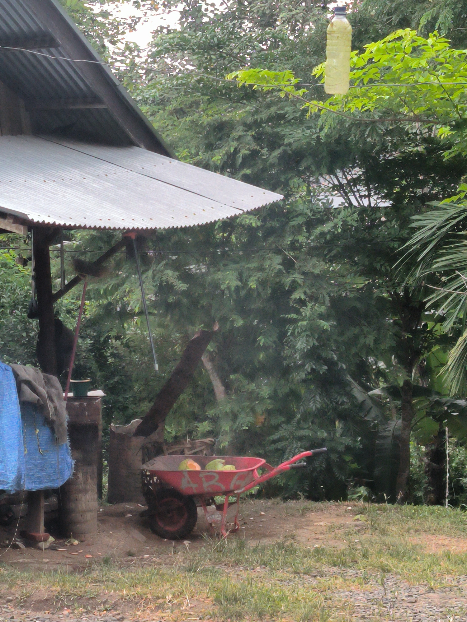 This media file depicts an outdoor scene in Lambarotunong, Indonesia, showcasing the immediate surroundings of a rustic structure amidst dense tropical vegetation. The central foreground features a vibrant red wheelbarrow, containing several light-colored fruits that resemble papayas or melons. The letters "ABA" are visible in white paint on the side of the wheelbarrow. The ground is a mix of dirt, gravel, and sparse grass.
To the left, a portion of a building with a corrugated metal roof is visible, supported by dark wooden beams. Beneath the roof's overhang, various tools or implements appear to be hanging, and blue and brown fabric is draped near a post.
The background is dominated by lush green foliage, comprising numerous trees and bushes, indicating a verdant, possibly rural or semi-rural setting. A striking detail is a translucent yellow plastic bottle, likely containing liquid, suspended from a wire or branch in the upper right section of the image. The lighting suggests it is daytime, with soft, diffused light, possibly indicating an overcast sky or early morning/late afternoon. No people are visible in the scene. The overall impression is of a practical, lived-in outdoor area deeply integrated with its tropical environment.