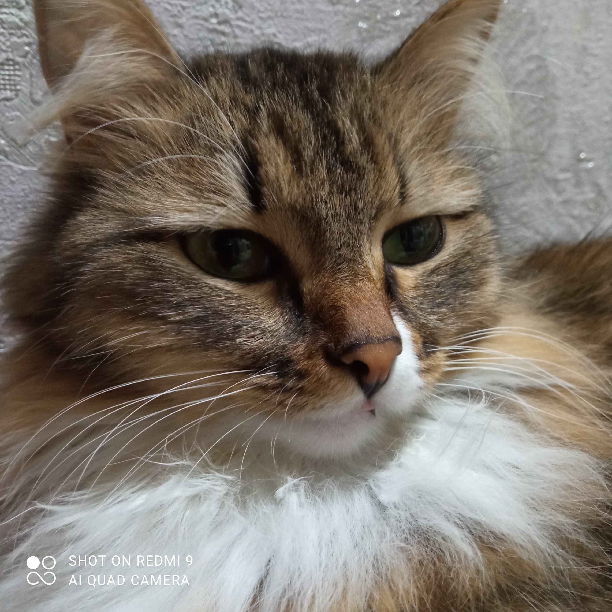 This is a close-up portrait of a long-haired domestic cat, taken indoors in what is likely a home setting in Chaikovsky, Russia. The cat's face and upper chest are the central focus, filling most of the frame.
The cat has a multi-colored coat, primarily brown and dark tabby striped on its head and body, with significant patches of white fur on its chest, chin, and muzzle. Some ginger or orange tones are also visible within its fur. The cat's eyes are a vibrant emerald green and appear calm and focused, looking slightly towards its right (the viewer's left). It has a small, light pink nose and long, white whiskers that stand out against its darker fur. The texture of its fur appears soft and fluffy, particularly the white areas.
The background is a soft, light-colored, textured surface, possibly a wall covering, blanket, or cushion, which indicates an indoor environment. The lighting is gentle, highlighting the details of the cat's fur and eyes. The cat appears to be in a state of rest or quiet observation, conveying a sense of serenity.
A visible watermark in the bottom left corner of the original image states "SHOT ON REDMI 9" and "AI QUAD CAMERA".