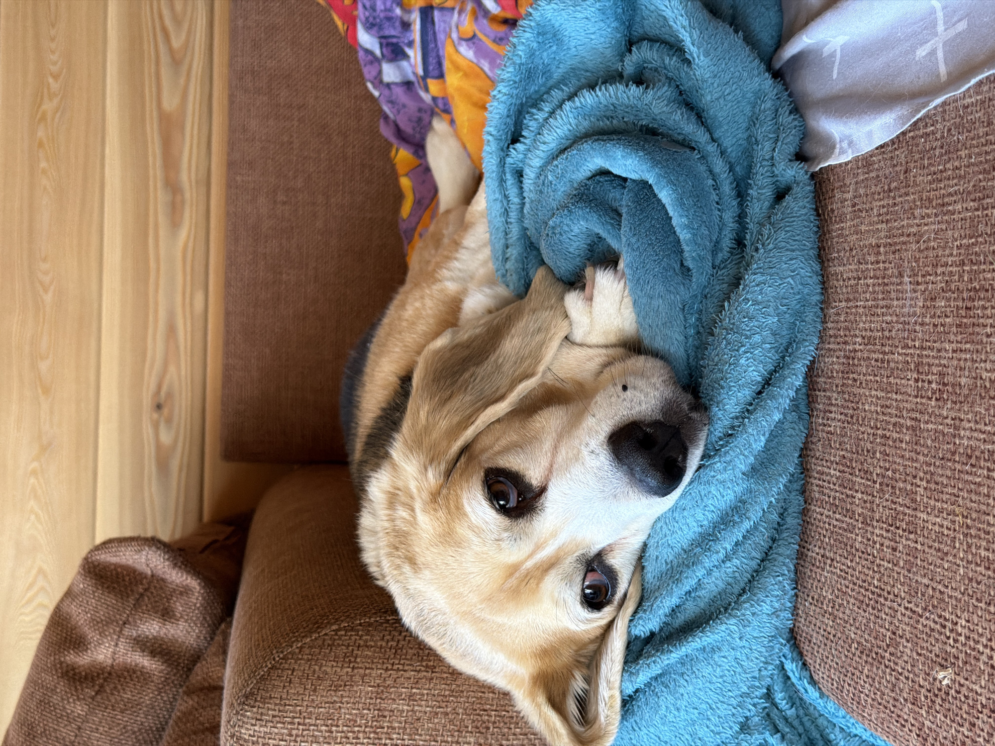 A Beagle dog lies on a sofa, its head resting on a folded blue blanket. The dog has brown and white fur with black markings around its eyes and ears. It is looking towards the camera with a relaxed expression. The sofa is upholstered in a brown textured fabric. Behind the sofa, a wooden wall is visible, with horizontal planks. A patterned blanket in purple, orange, and white is partially visible to the right of the dog. The overall setting appears to be indoors, likely a living room, in a location that could be Emel'yanovo, Russia, given the context of the prompt.