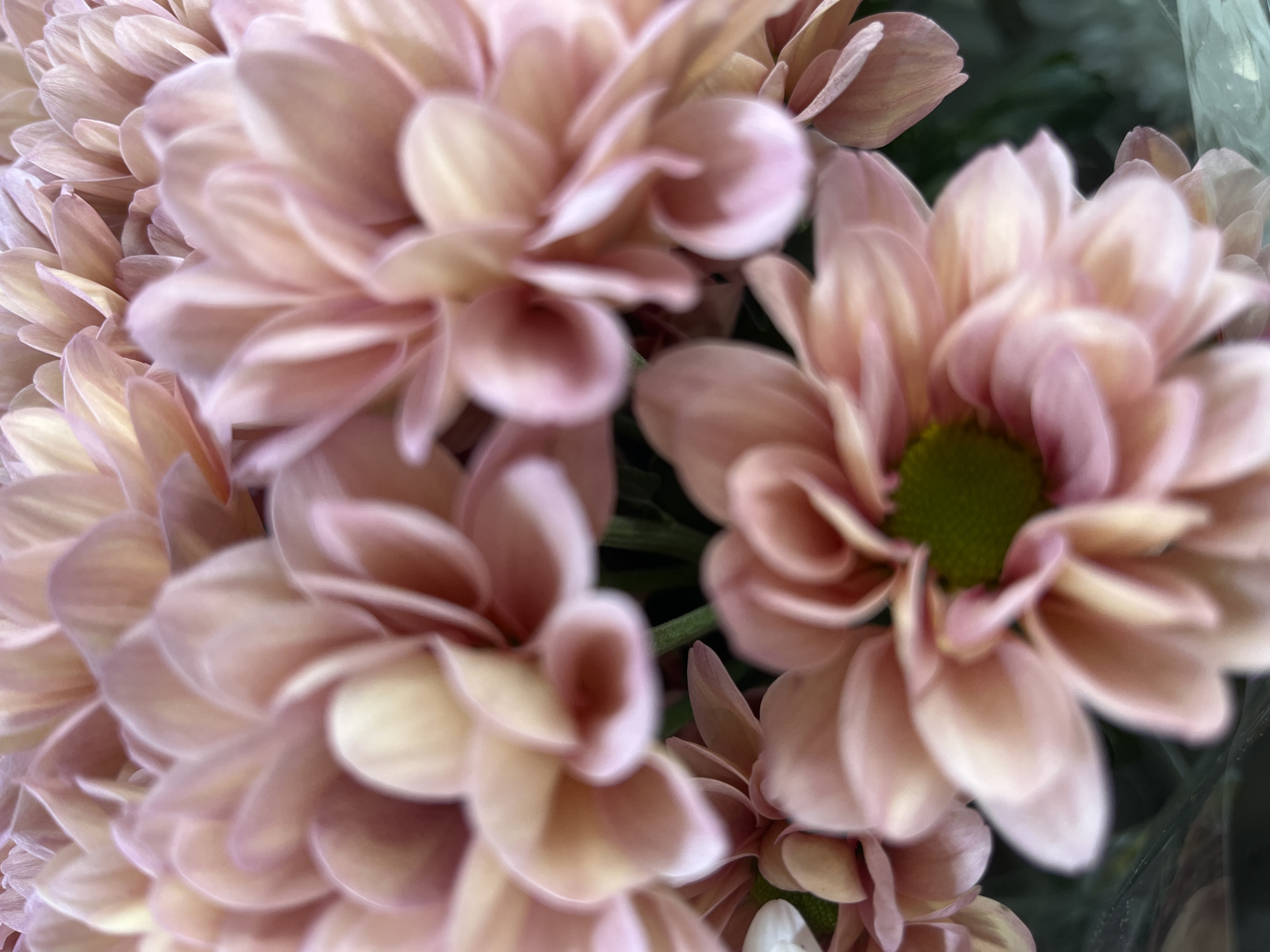 A close-up, macro photograph captures a cluster of pale pink chrysanthemums. The flowers are the primary subjects, filling the frame with their layered petals. The petals exhibit a gradient of color, transitioning from a soft pink at their edges to a creamy yellow near the center. The centers of some flowers reveal a hint of lime green. The focus is shallow, rendering some petals and flowers softly blurred, adding depth and a dreamlike quality to the composition. The background is a dark, indistinct blur of green and black, suggesting foliage or shadows. There are no people, actions, or interactions depicted in the image. The location is unknown.