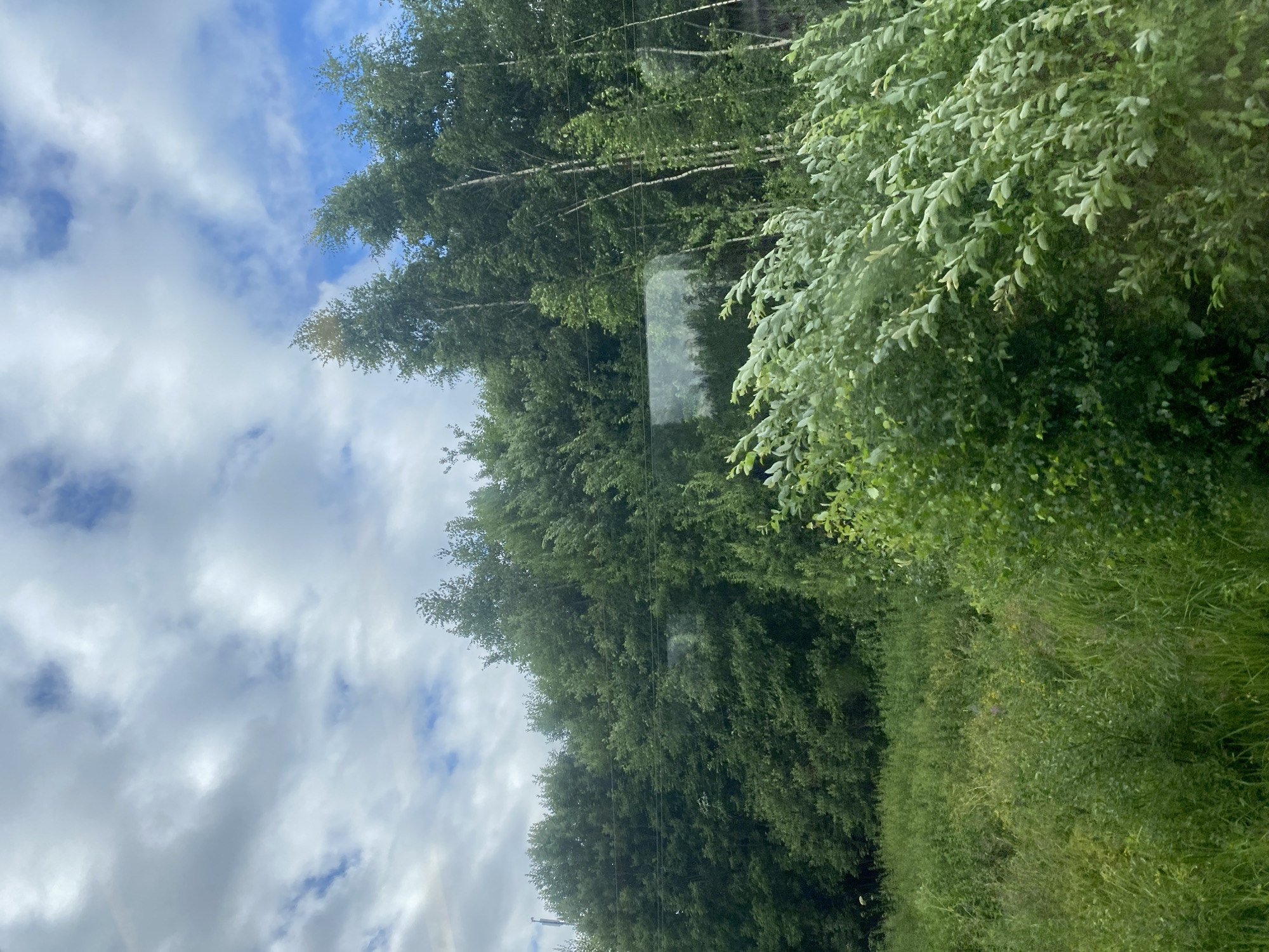 The image captures a densely vegetated scene with a focus on trees and foliage under a cloudy sky. In the foreground, wind-blown green bushes and tall grasses are visible, with some leaves appearing lighter in color due to the movement. Behind this, a thick line of trees dominates the midground, featuring various shades of green foliage and some taller, slender trees with lighter bark interspersed. A subtle reflection, possibly of the sky or surrounding environment, is visible on a horizontal surface within the trees. The background consists of a sky with a mix of white and gray clouds against patches of blue. There is no indication of the city of Zaprudnya, Russia, within the image itself, nor are there any people, specific structures, or identifiable landmarks. The scene appears to be an outdoor natural environment.