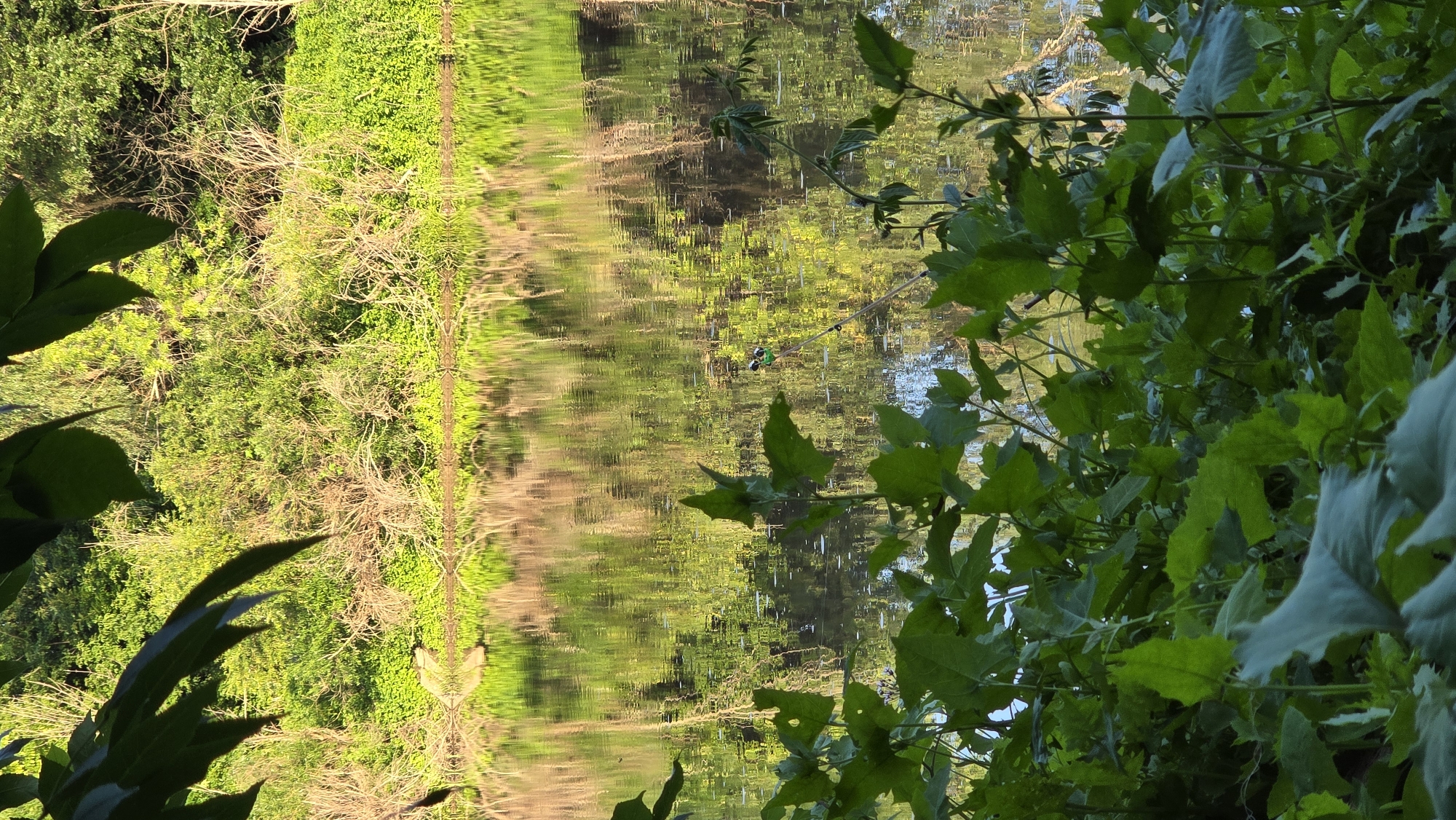 This image captures a serene natural scene near the city of Krugloozernoe, Kazakhstan, focusing on a calm body of water surrounded by lush greenery. The foreground is dominated by large, leafy plants in various shades of green, some with lighter undersides, creating a dense foliage effect. Beyond the plants, the water surface reflects the vibrant green vegetation and tree branches from the opposite bank, creating a shimmering, textured pattern. A few thin, bare branches are also visible along the waterline on the far bank, contrasting with the dense green growth. In the middle of the water, a fishing rod stands upright, its line extending into the water, suggesting human presence engaged in fishing. The overall atmosphere is tranquil and natural, highlighting the interplay of light, water, and plant life.