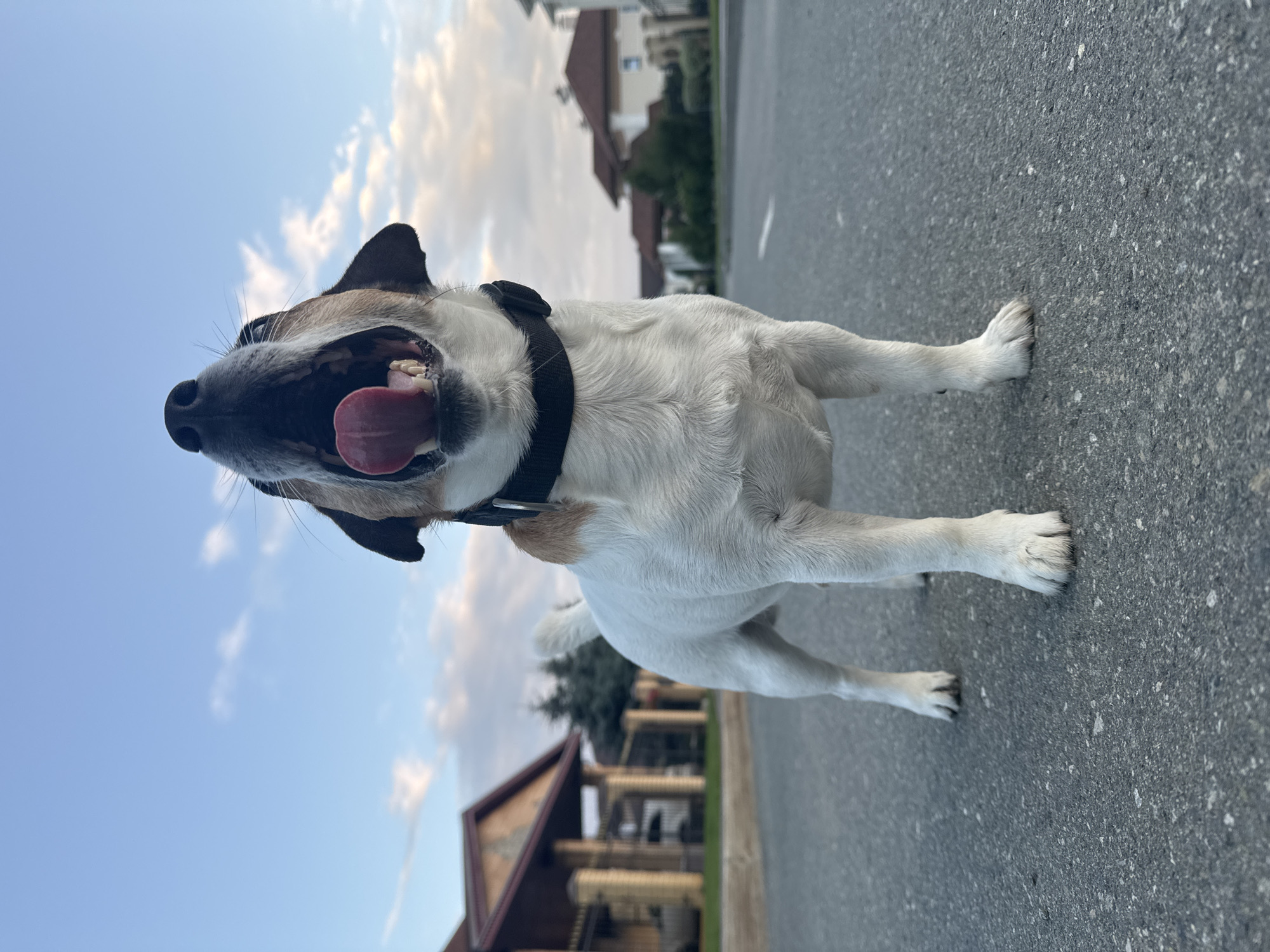 This media file features a Jack Russell Terrier dog standing on an asphalt surface. The dog is predominantly white with brown and black markings on its head and ears. It is wearing a black collar and appears to be panting with its tongue out.
The scene is outdoors, with a clear blue sky and some wispy white clouds visible. In the background, there are houses with reddish-brown roofs and some trees. The perspective is low, looking up at the dog and the sky. The time of day appears to be late afternoon or early evening, given the soft lighting and the sky's color. The weather seems pleasant, with a clear sky.
The setting suggests a residential area, possibly a street or sidewalk in Yekaterinburg, Russia. There are no visible text elements in the image. The dog's expression suggests it might be energetic or warm.