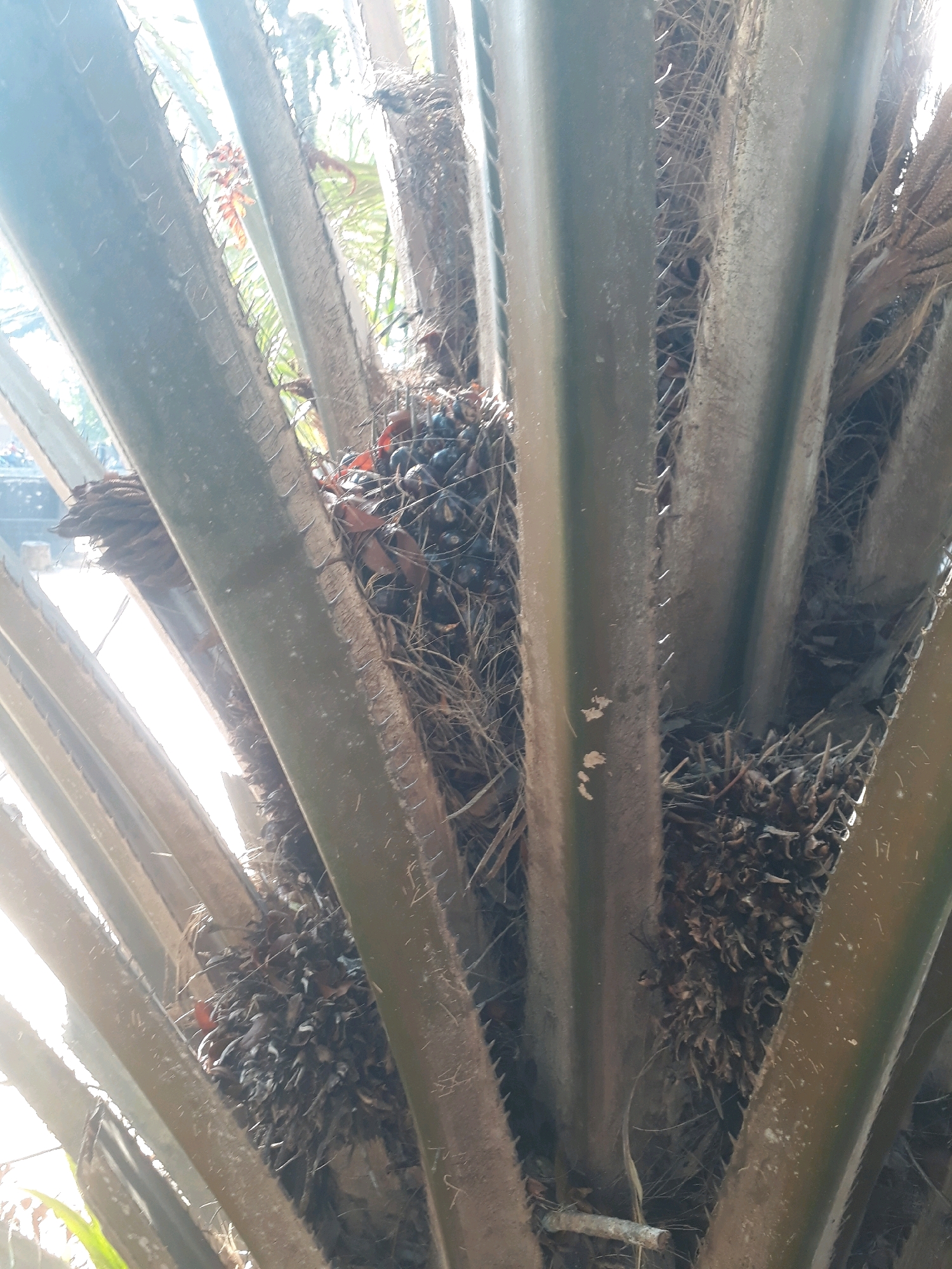 The image shows a close-up view of palm fronds and a cluster of palm fruit. The fronds are long and fibrous, with sharp spines along their edges. The palm fruit is dark and clustered together, with some dried leaves and other debris mixed in. The lighting suggests it is daytime, with sunlight filtering through the fronds. The scene is likely outdoors, given the natural elements. The location is specified as Pangkalpinang, Indonesia, a city known for its palm oil plantations.