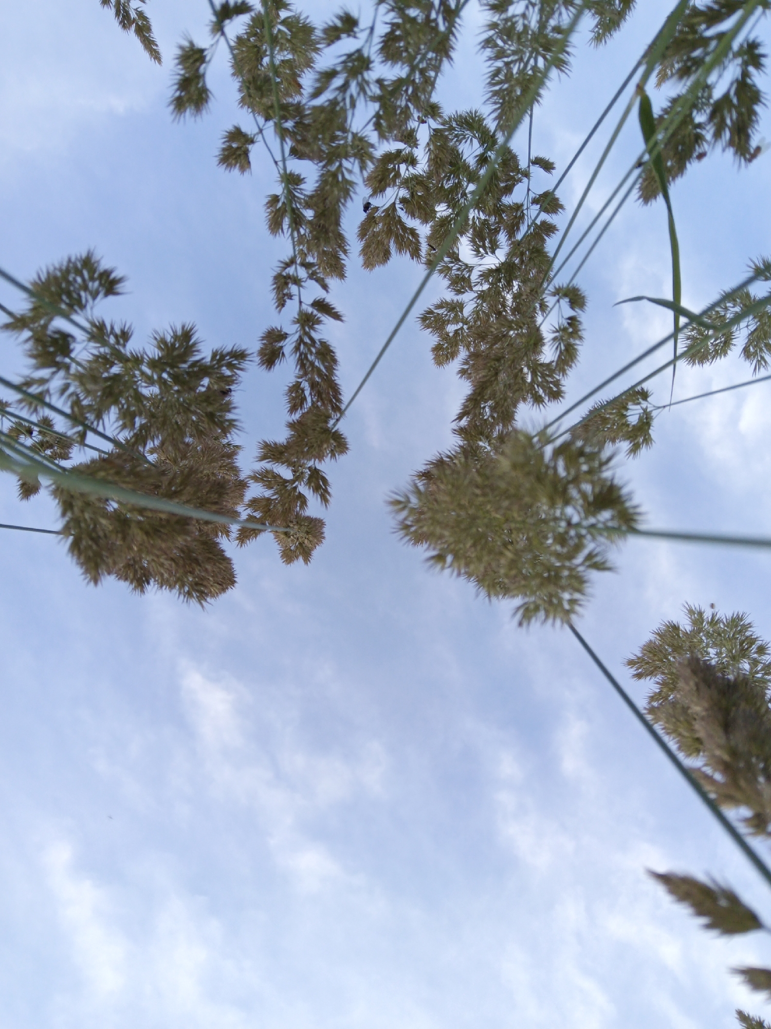 The image is an extreme low-angle shot looking up at dried grass seed heads against a pale blue sky with scattered wisps of clouds. The grass is golden brown and feathery, with slender green stems extending upwards. The perspective suggests the viewer is lying on the ground, looking directly up through the grass. The image does not provide any information about the specific location in Kauchuk Stantsiya, Russia, nor does it depict any people, actions, or interactions. The environment is natural, consisting of vegetation and sky.