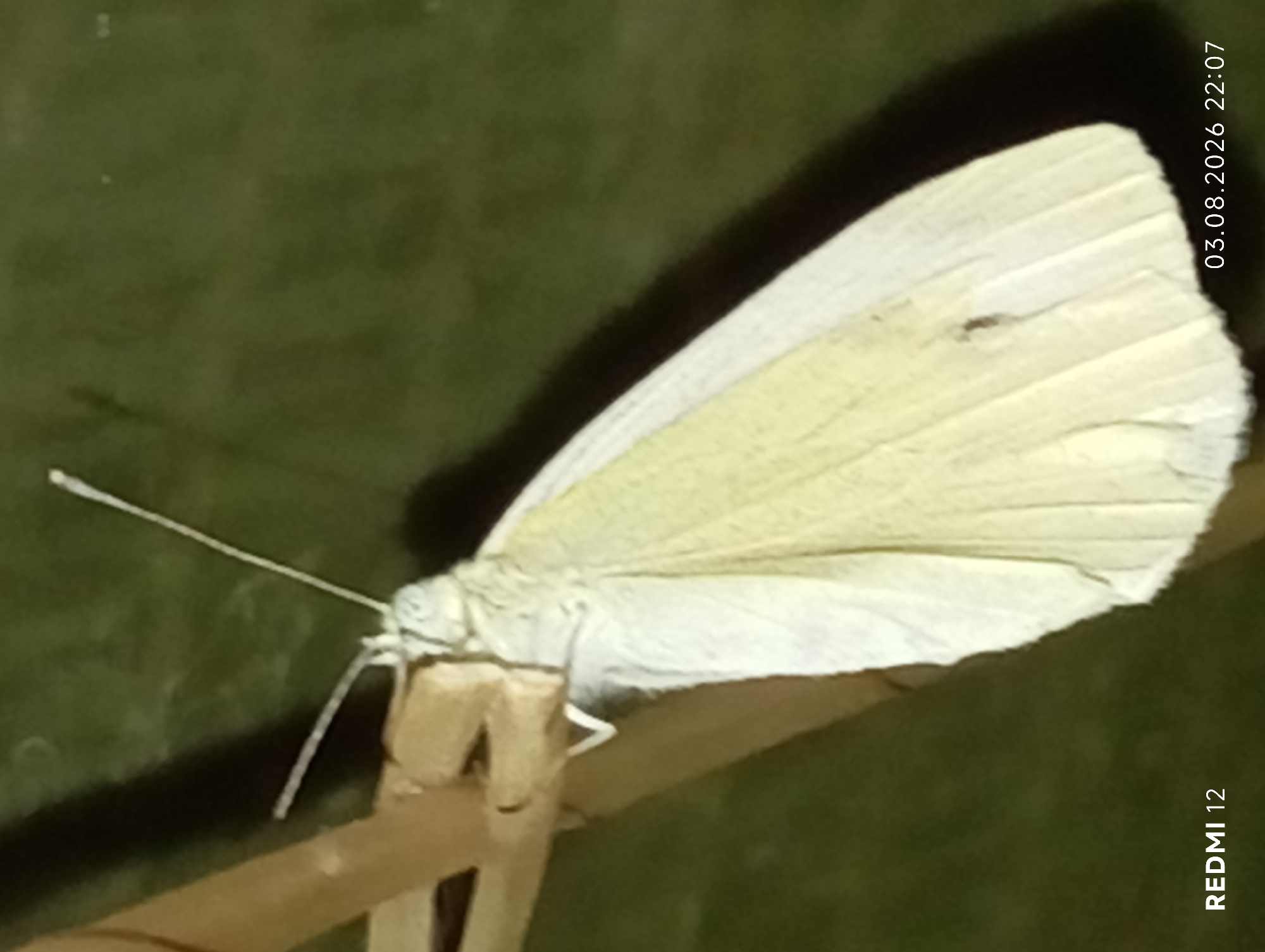 A pale yellow and white butterfly is perched on a thin, brown, twig-like object against a dark green, out-of-focus background. The butterfly's wings are folded upwards. The timestamp "03.08.2026 22:07" and "REDMI 12" are visible in the bottom right and bottom left corners of the image respectively. The location is specified as Smila, Ukraine.