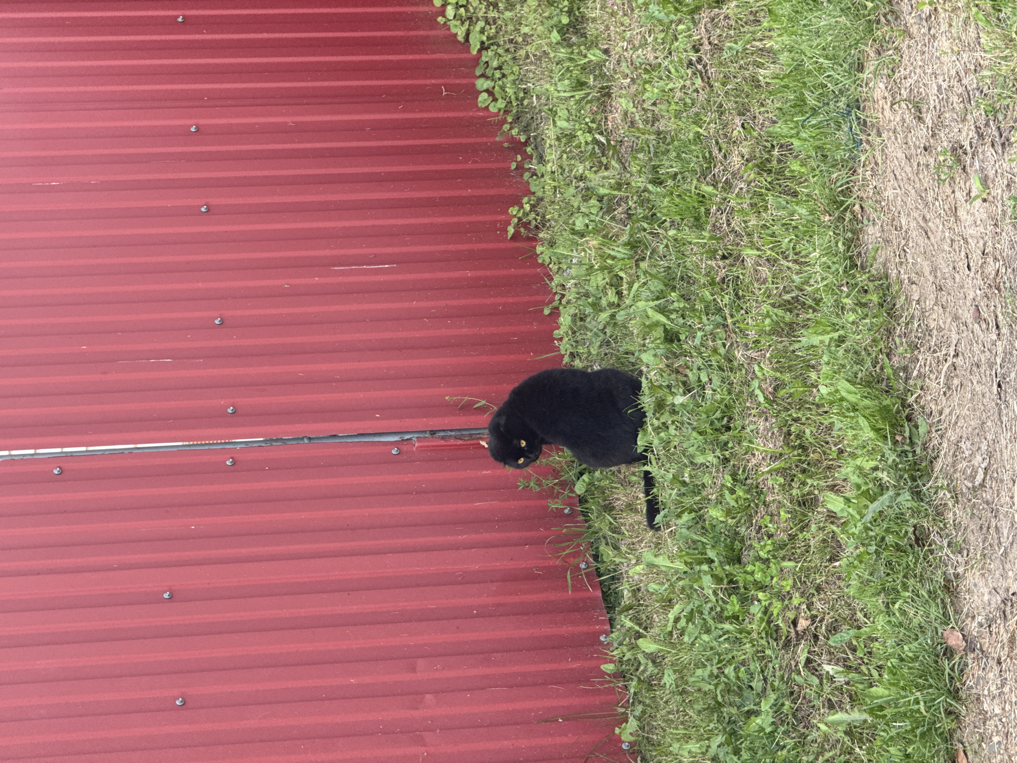 A black cat with yellow eyes is sitting on a grassy area in front of a red corrugated metal fence. The cat is facing away from the viewer and looking over its shoulder to the left. The fence is vertical, with visible screws. The grass is green and somewhat overgrown, with some weeds and dry patches. The ground in front of the grass appears to be dirt or gravel. The image is taken outdoors in what appears to be a rural or suburban setting, possibly in Sharkan, Russia, given the prompt.
