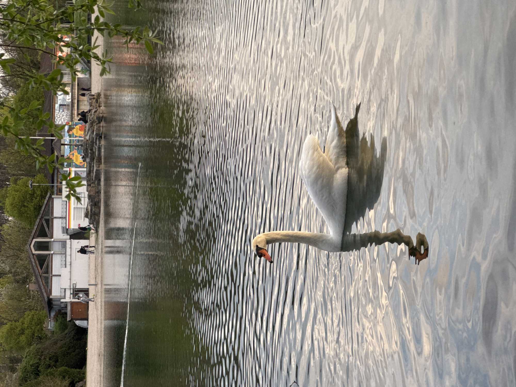 The scene depicts a white swan floating on a body of water, likely a lake or river, in Illkirch-Graffenstaden, France. The swan is oriented with its head facing left, its long neck curved downward towards the water. Its reflection is visible in the rippled surface of the water. The background features a building or structure along the shoreline, with trees and greenery visible on the land. The sky is not visible. People are present on the shore near the building.