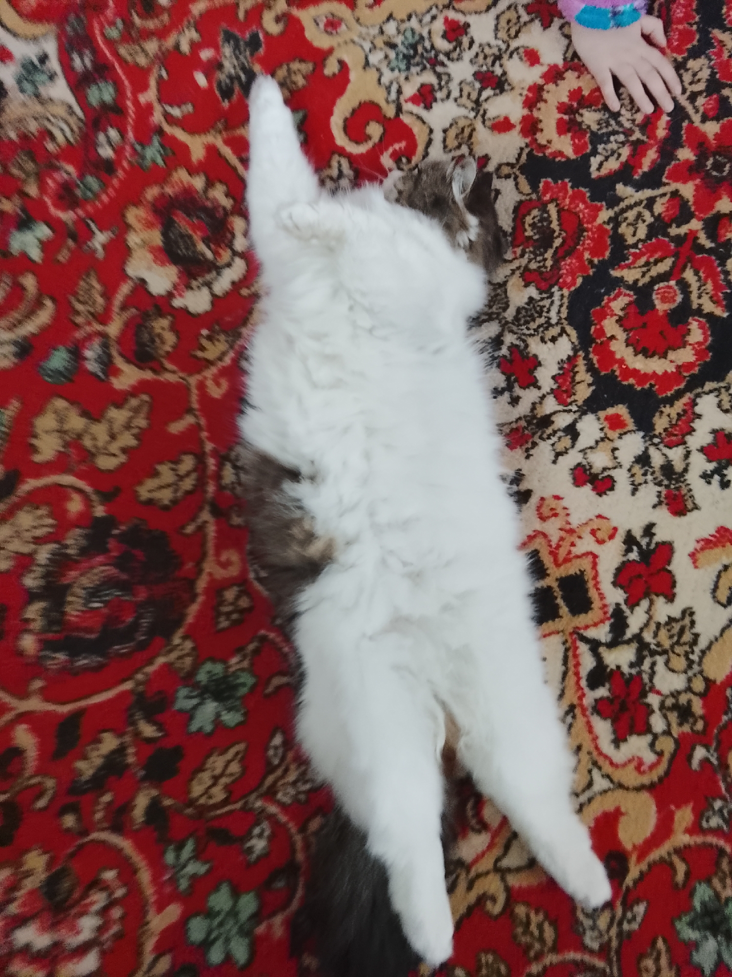 A white and gray cat is lying on its back on a colorful carpet with red, black, and beige patterns. A child's hand is visible in the upper right corner of the image. The location is Chaikovsky, Russia.
