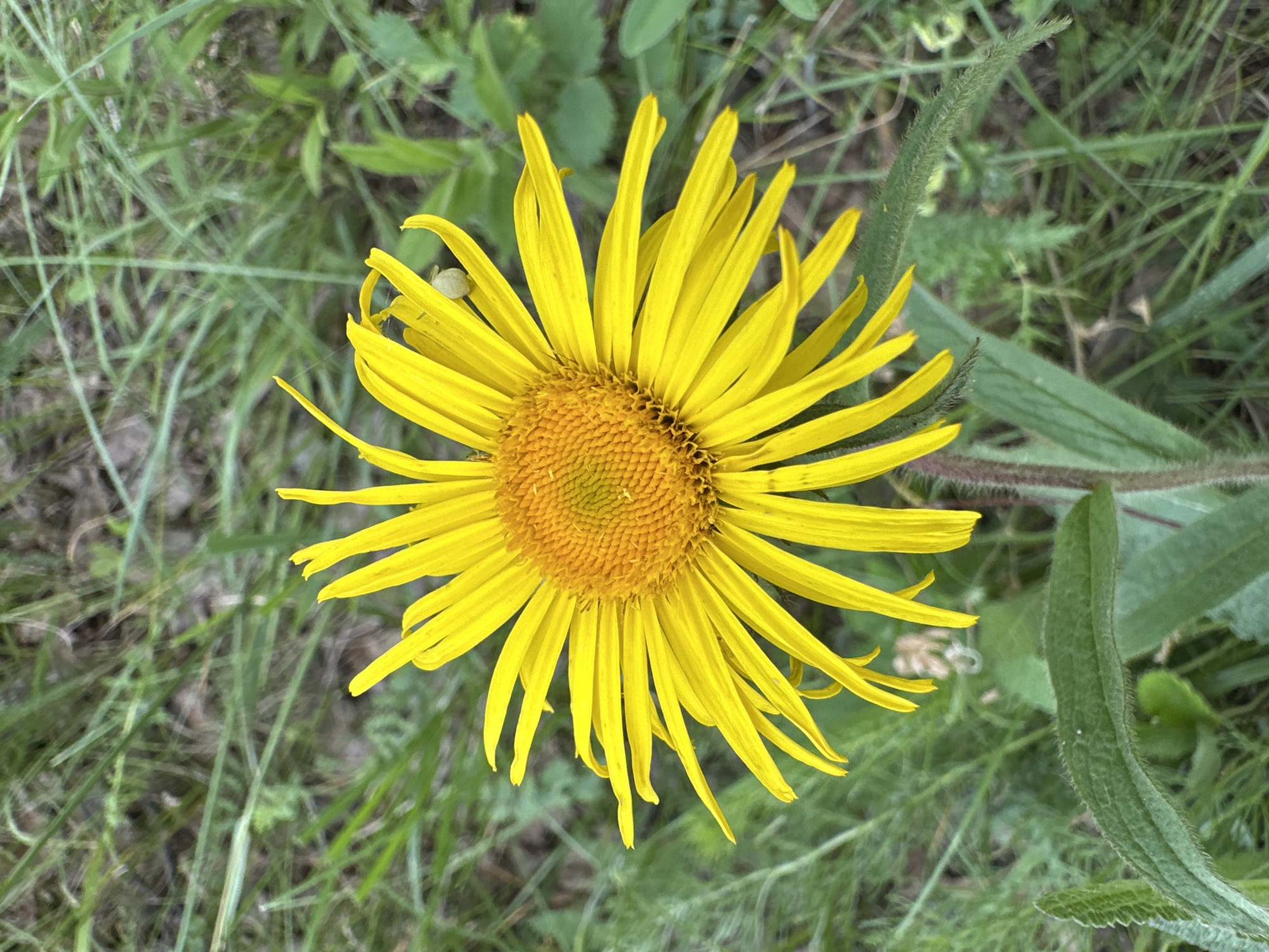 A close-up, eye-level shot features a bright yellow, daisy-like flower in focus, set against a blurred background of green grass and foliage. The flower's center is a textured, orange-yellow disk, surrounded by numerous thin, pointed yellow petals that radiate outwards. A small, pale spider is visible on one of the petals, near the center of the flower. The stem and a textured green leaf are also visible, partially obscuring the background. The lighting is natural and bright, highlighting the vibrant colors of the flower. The scene is outdoors, in an uncultivated grassy area, consistent with a natural or park-like setting.