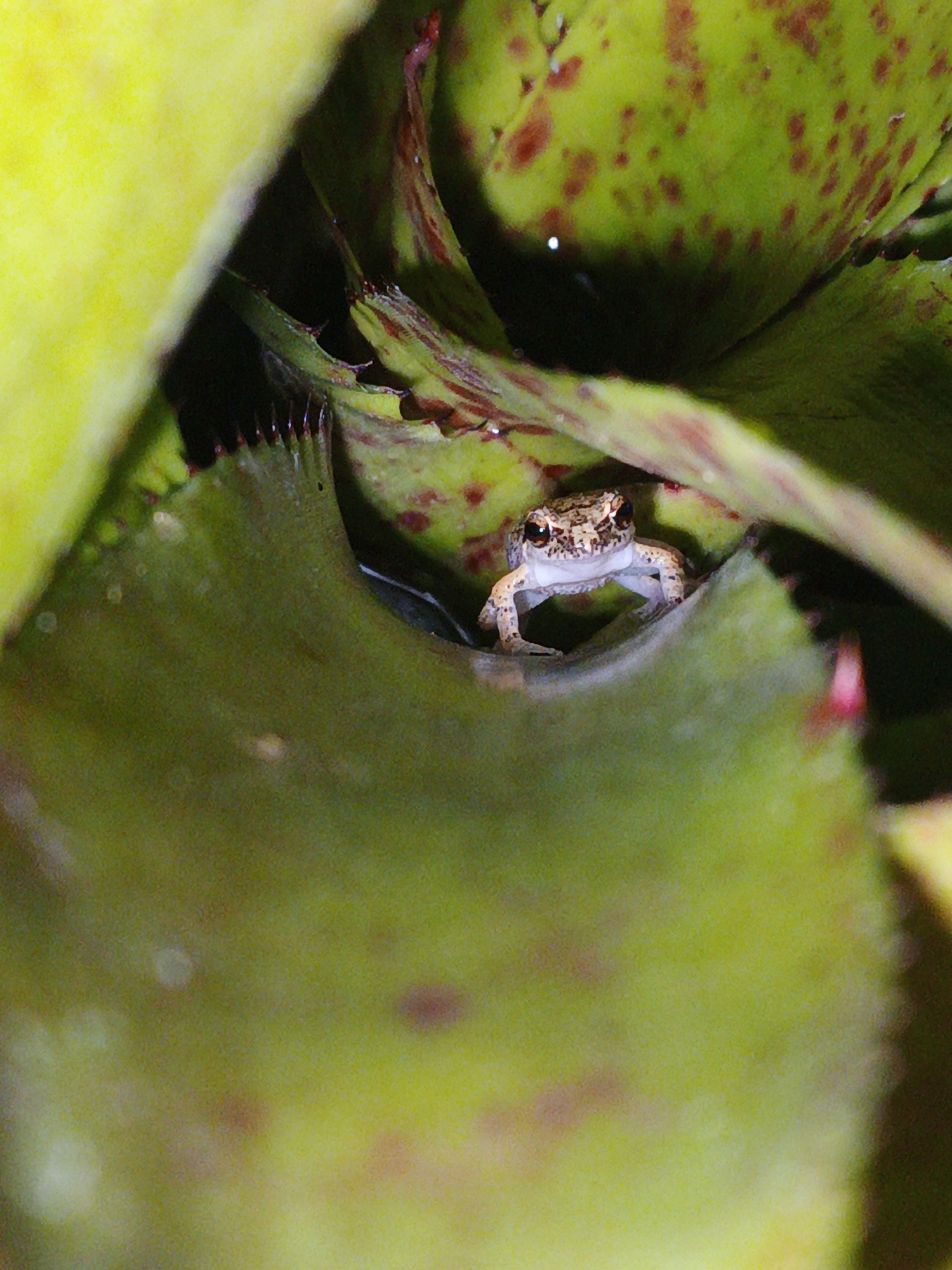 A small brown frog with light underbelly is nestled within the leaves of a green plant with brown spots. The frog is centered in the frame and looks directly at the viewer. The leaves encircle the frog, creating a sense of enclosure and camouflage. This photograph was taken in Tinaquillo, Venezuela.