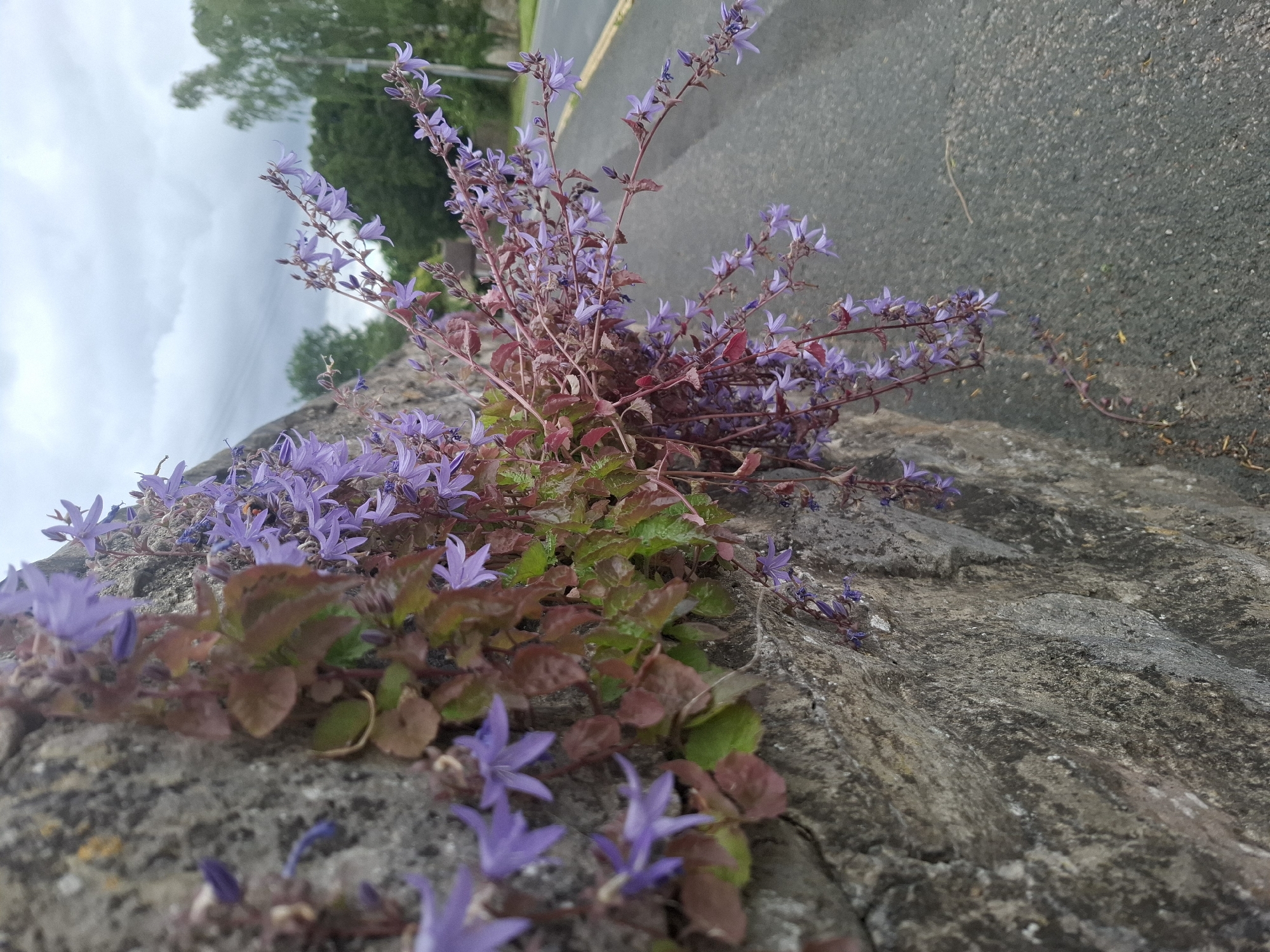 A low-angle, forensic perspective depicts a dense cluster of purple bellflowers, likely Campanula portenschlagiana, actively growing from the crevices of a textured, grey stone wall in Richmond, United Kingdom. The wall, constructed from irregularly shaped, weathered stones, occupies the left foreground and midground, with visible lichen and faint discoloration. The bellflowers, presenting numerous small, campanulate purple blossoms and unopened buds, emerge from the upper and middle sections of the wall. Their foliage exhibits a mix of vibrant green and reddish-brown leaves. Several stems trail downwards and extend diagonally across the frame, overhanging a grey asphalt road that runs parallel to the wall on the right. A distinct yellow line is visible along the far edge of the asphalt, indicating a road marking. In the background, beyond the road, a line of deciduous trees with green foliage is discernible against an overcast sky characterized by diffused grey cloud cover. The scene is illuminated by soft, natural light, consistent with a cloudy day. There are no individuals, animals, or vehicles present in the visible area.