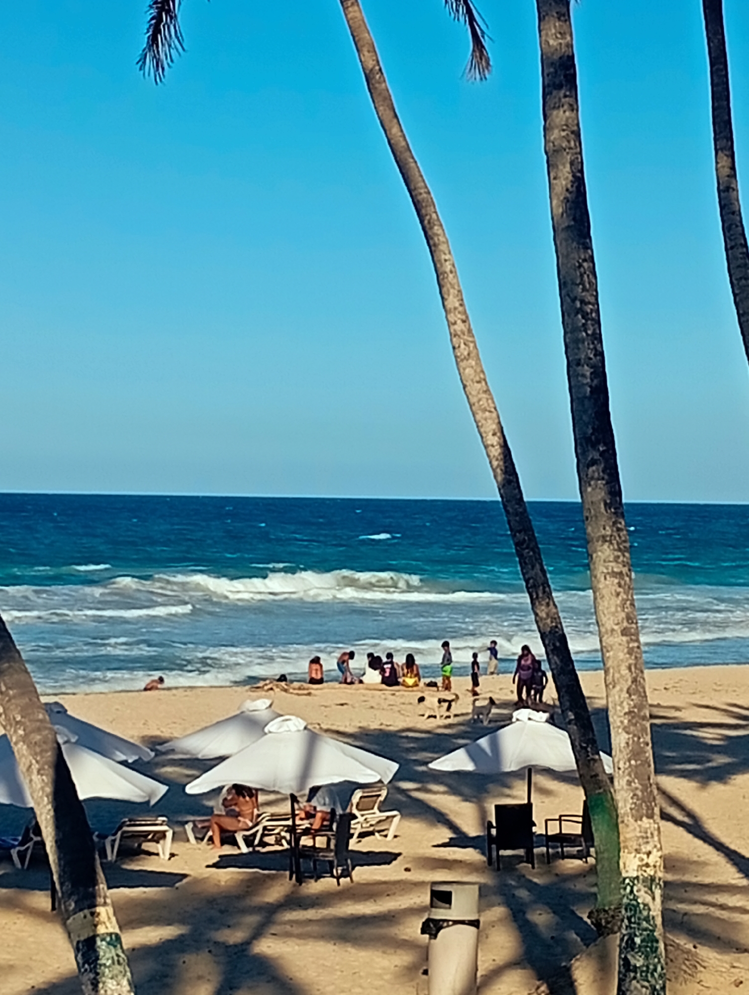 The image depicts a beach scene in Playa El Agua, Venezuela, on a sunny day. The turquoise sea is visible, with waves breaking on the sandy shore. Several groups of people are present on the beach: some are sitting or standing near the water, while others are relaxing under white beach umbrellas. Beach chairs and tables are set up under the umbrellas, with people sitting and lounging. The scene is framed by tall palm trees in the foreground, casting shadows on the sand. In the foreground there's also a trash can.