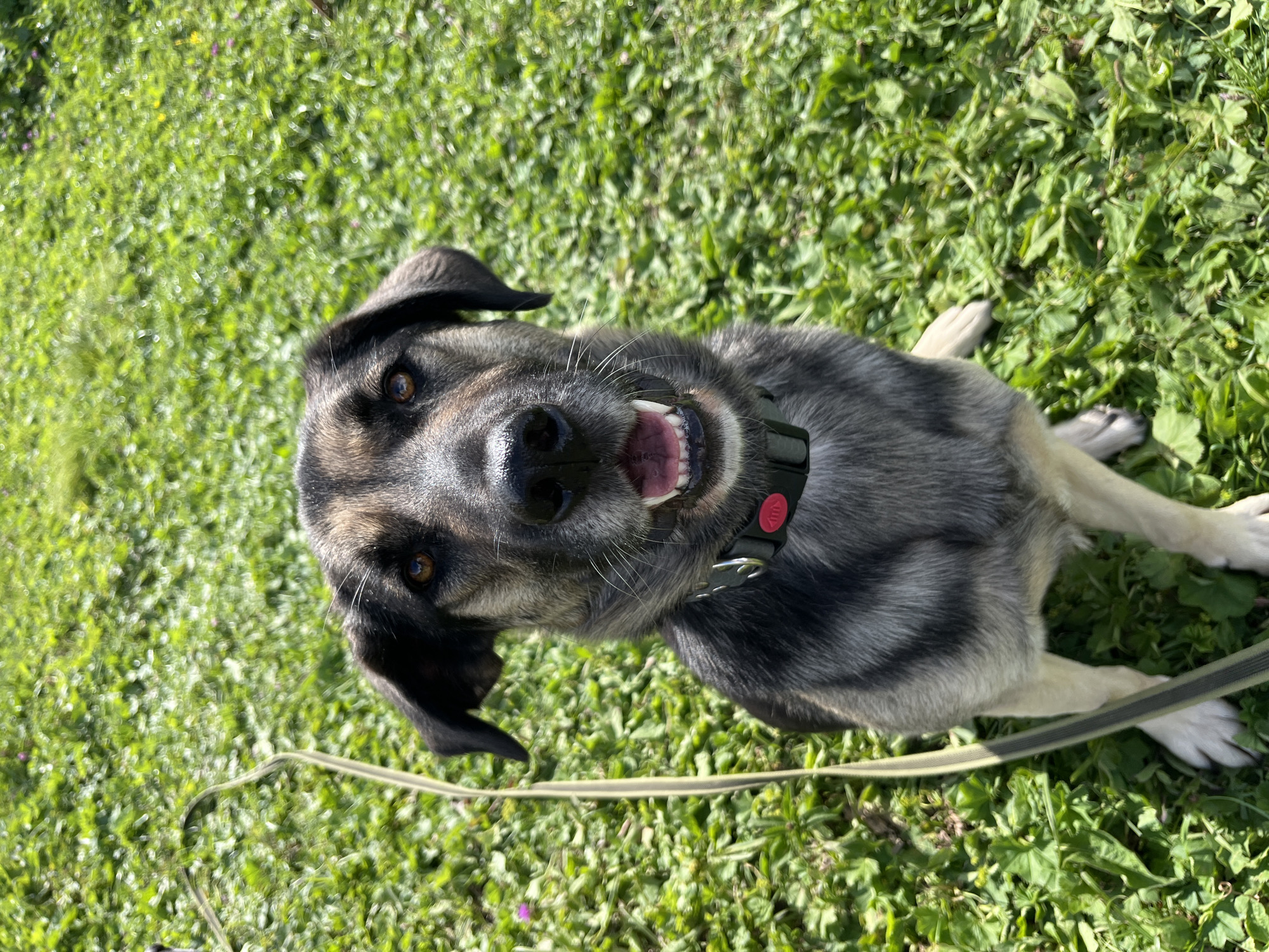 An eye-level, medium shot shows a dog sitting on a green lawn. The dog is facing the camera with its mouth open, revealing its tongue and teeth. The dog has dark fur on its head and back, with lighter fur on its chest and legs. A leash is visible on the left side of the image, extending out of frame. The background is a blur of green grass and some small purple and yellow flowers. The dog is wearing a black collar with a red tag. The overall scene is bright and appears to be outdoors on a sunny day. There is no indication of the city of Nizhny Tagil, Russia, in the image or its context.