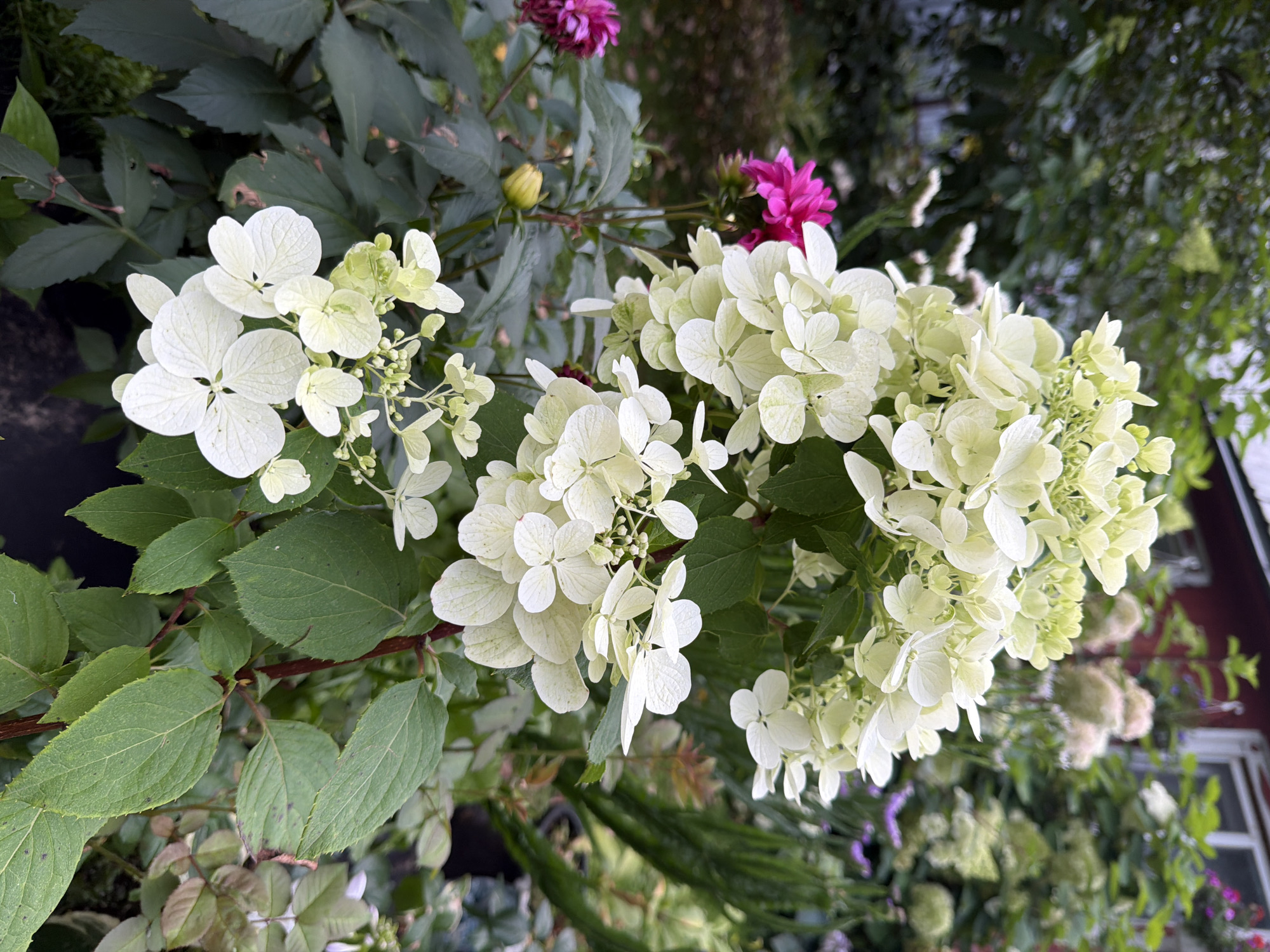 In an outdoor setting in Маяк Снт (дарна), Russia, a cluster of white hydrangea flowers dominates the foreground of the image. The flowers are delicate and appear to be in full bloom, with some hints of light green on the inner buds. The leaves of the hydrangea plant are a deep green, and some show signs of age with minor blemishes.
To the left and slightly behind the hydrangeas, two bright pink dahlia flowers are visible. One dahlia is in focus, appearing vibrant and fully bloomed, while another, slightly out of focus, shows the deeper magenta hues of its petals. A small, yellowish bud is also present on the dahlia stem.
The background is a blur of green foliage from other plants, suggesting a garden environment. In the upper right portion of the image, a portion of a building with a red-brown exterior and white-trimmed windows can be seen, indicating the presence of a structure near the garden. The overall lighting suggests it is daytime, possibly overcast or late afternoon, as the light is diffused and soft. No people or animals are visible in the frame. The image is a close-up shot, focusing on the floral subjects within the garden.