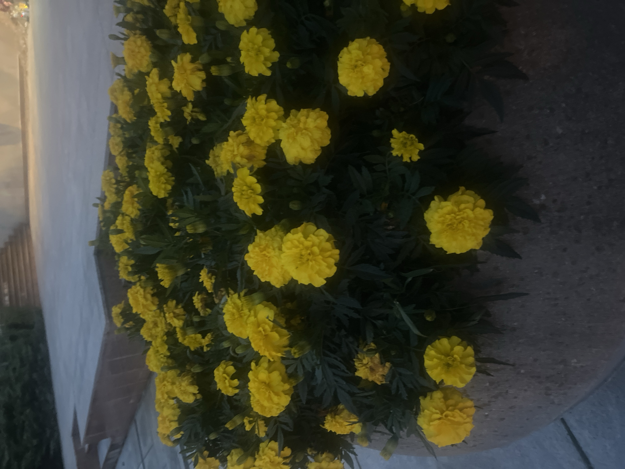 The image depicts a close-up view of a planter filled with bright yellow marigolds. The flowers are densely packed and in full bloom, with their vibrant petals contrasting against the dark green foliage. In the background, blurred elements suggest an outdoor setting, possibly a public space with concrete pathways and steps, and some foliage. The lighting appears somewhat dim, indicating it might be late afternoon or evening. No people or specific landmarks of Białystok, Poland are visible in the image.