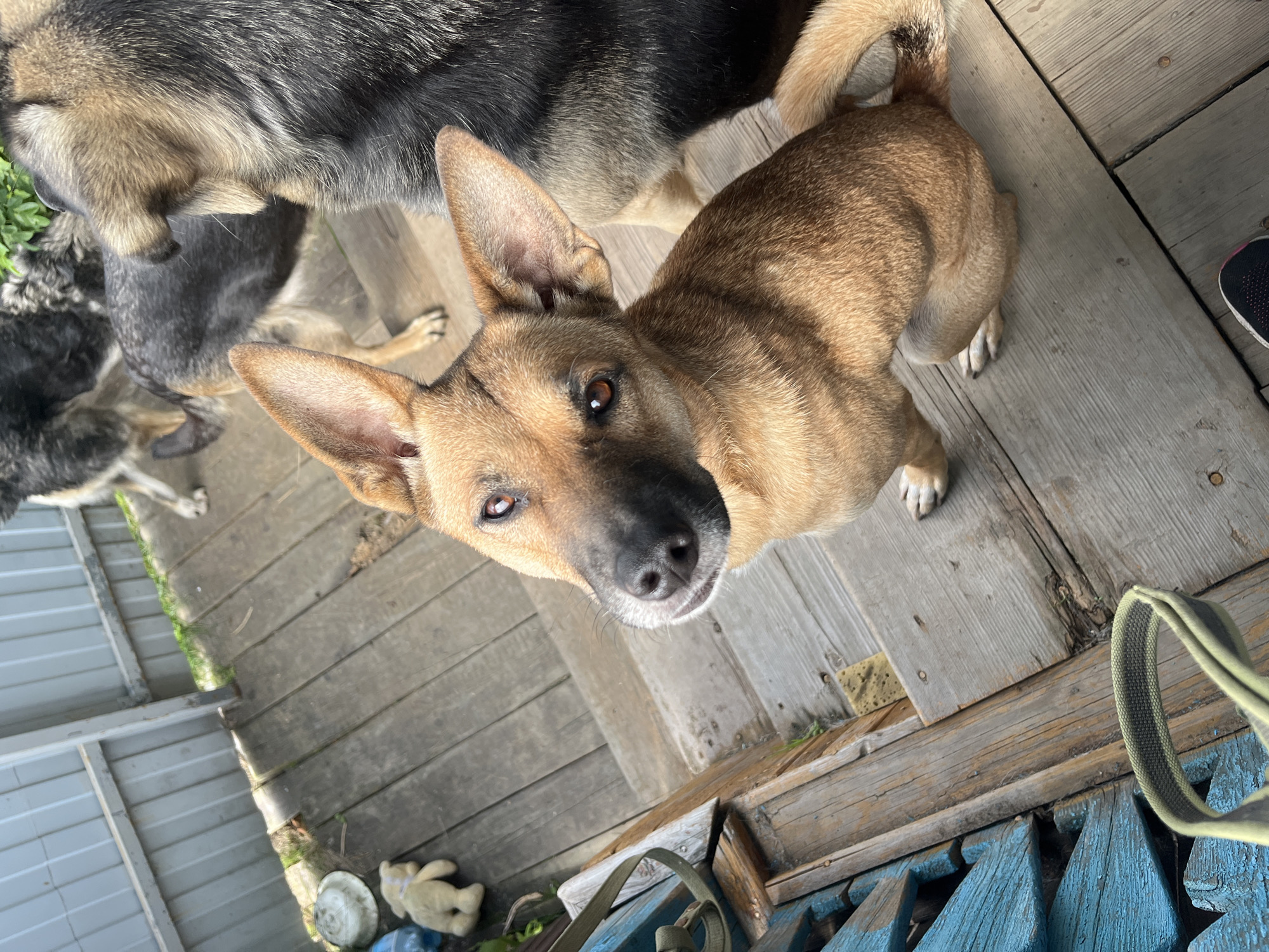 A medium-sized, short-haired tan dog with large, pointed ears sits on a wooden outdoor staircase. Its head is turned towards the camera, and its eyes are brown. Behind it, a larger German Shepherd-type dog is visible, with its back to the camera. The staircase is made of weathered wooden planks, some of which are painted blue. To the left of the stairs, there is a glimpse of a white fence. In the background, on the wooden platform above the stairs, other dogs are present, partially obscured. The setting appears to be a residential outdoor area. The image does not provide any specific clues to its location in the city of Nizhny Tagil, Russia.