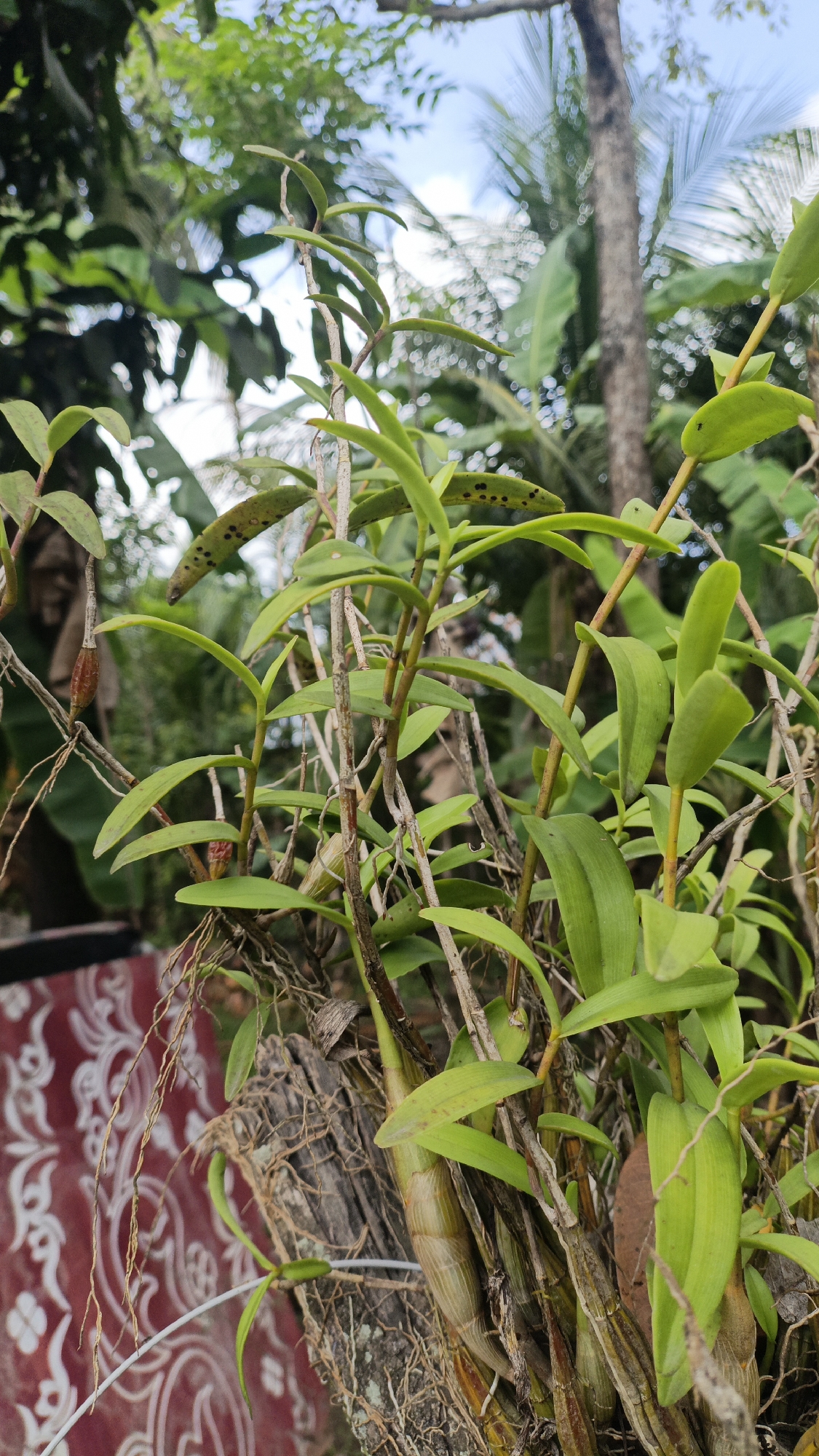 In Palohlada, Indonesia, an orchid plant is shown in close-up. The plant has thick, green leaves and a woody stem, with some dried aerial roots visible. The orchid is mounted on a piece of wood, and in the background, lush green foliage and a glimpse of a red and white patterned surface are visible. The sky is partly cloudy.