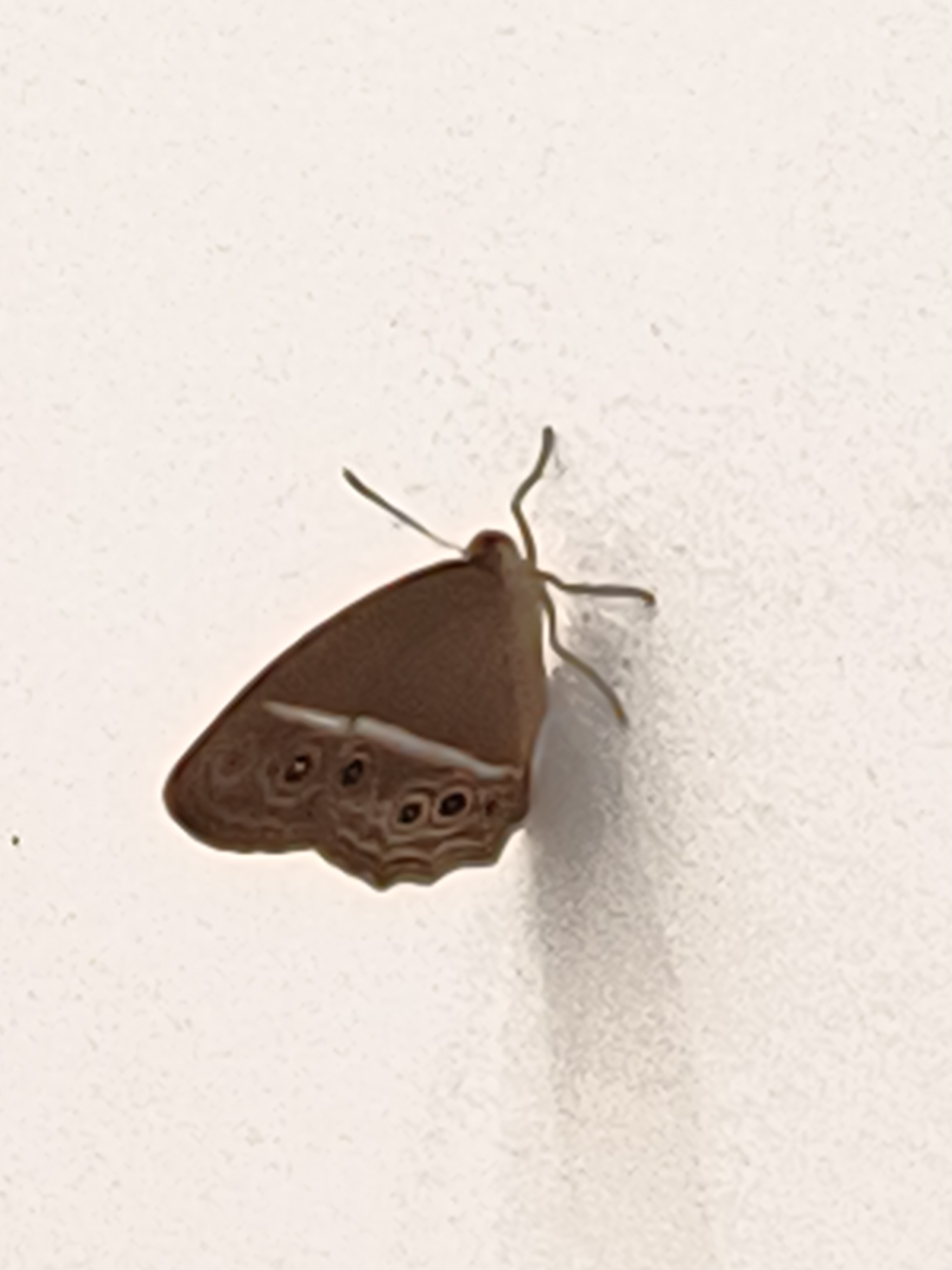 A brown butterfly with intricate eye-spot markings on its wings is perched on a textured, light-colored surface, likely a wall. The butterfly's wings are partially open, revealing the underside with a band of white and several concentric circles that resemble eyes. Its antennae are curved upwards. The lighting casts a subtle shadow of the butterfly onto the surface. The image has a shallow depth of field, with the butterfly in sharp focus and the background slightly blurred. This image was taken in Lhokseumawe, Indonesia.