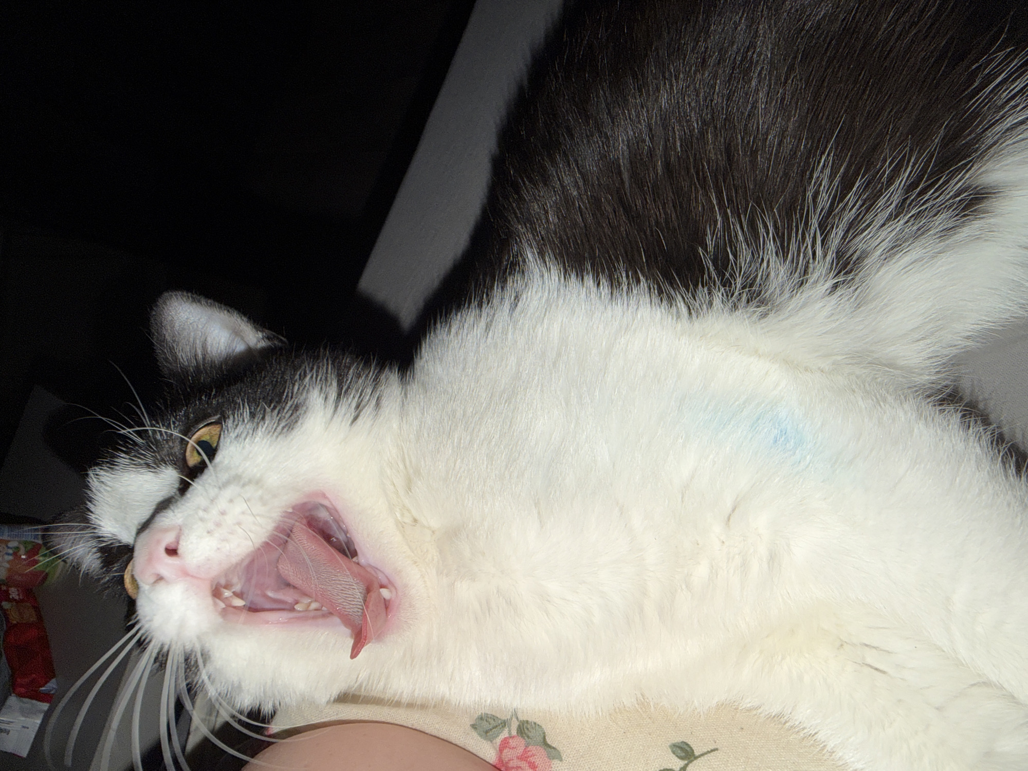 A close-up, angled shot depicts a black and white cat with its mouth open wide, revealing its pink tongue and teeth. The cat's head is positioned on a surface covered with a light-colored floral patterned fabric. A dark area occupies the upper left portion of the frame, possibly indicating a wall or other background element. The presence of a person is indicated by a portion of a forearm. The location is unknown.