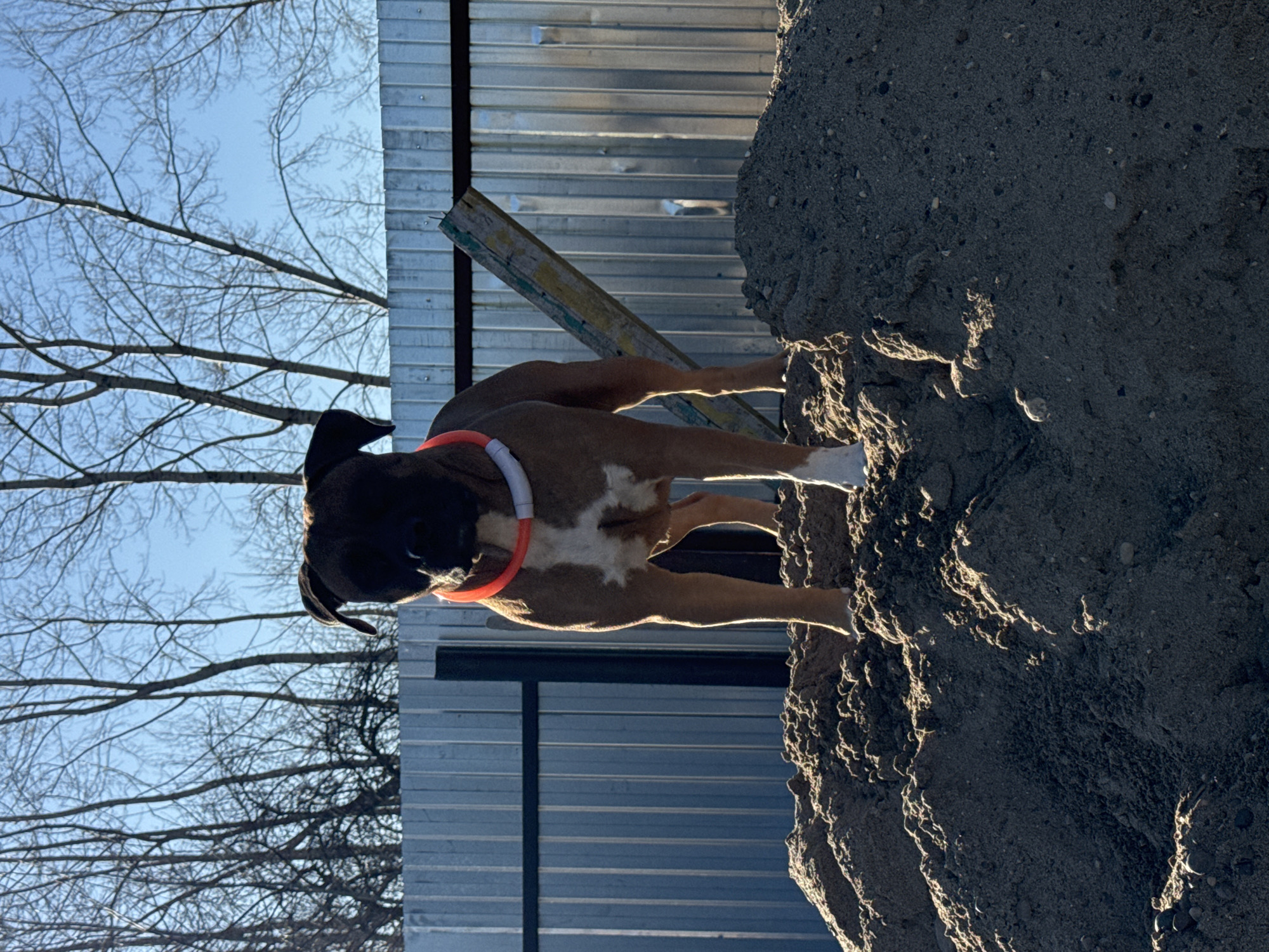 A medium shot captures a brown and white boxer dog with a black head, wearing an orange and white collar, standing atop a pile of dark sand or dirt. The dog is positioned to the right of a corrugated metal structure, which is likely a fence or building wall. Bare tree branches are visible against a clear blue sky in the background. The scene appears to be outdoors, possibly in a yard or construction site. I do not have specific information about the city.