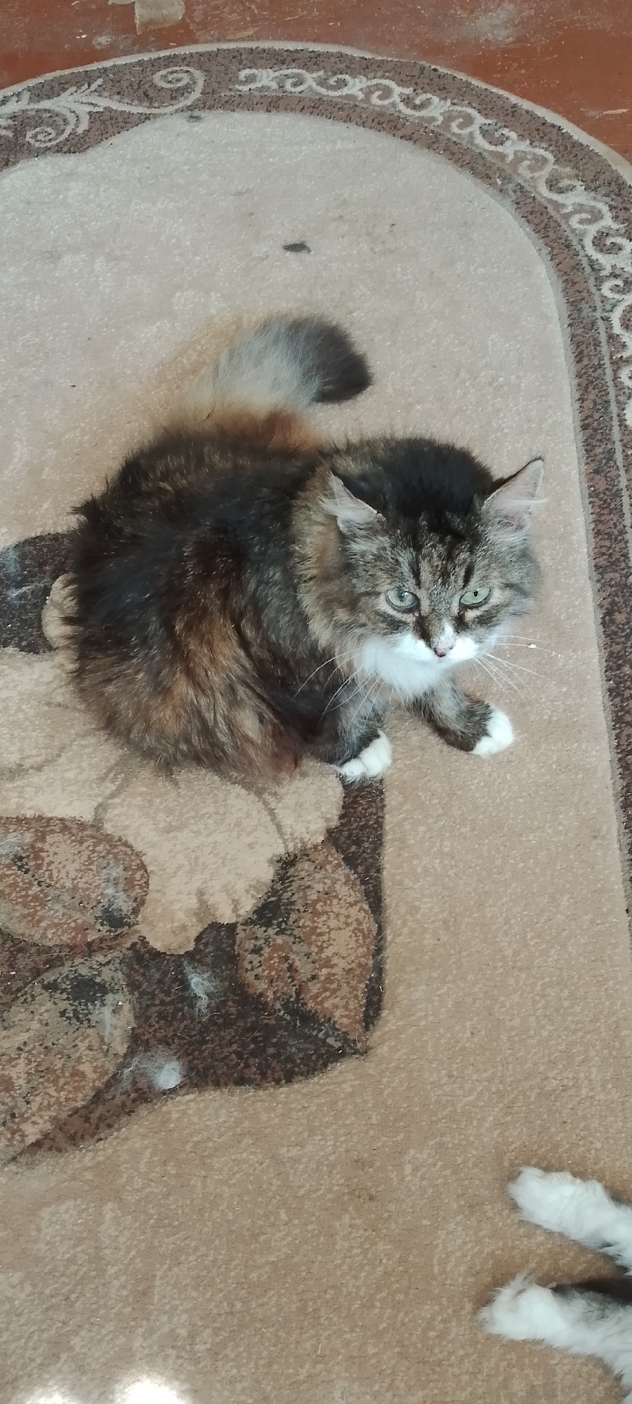 A long-haired calico cat sits on a carpet. The cat has green eyes and white paws. The carpet is brown with a patterned border and a floral design in the lower left corner. There are some dark specks on the carpet, possibly dirt or debris. The background is blurred, but appears to be a tiled floor. The image was taken indoors, likely in a residential setting. No specific location in Belgorod, Russia, is identifiable from the image alone.