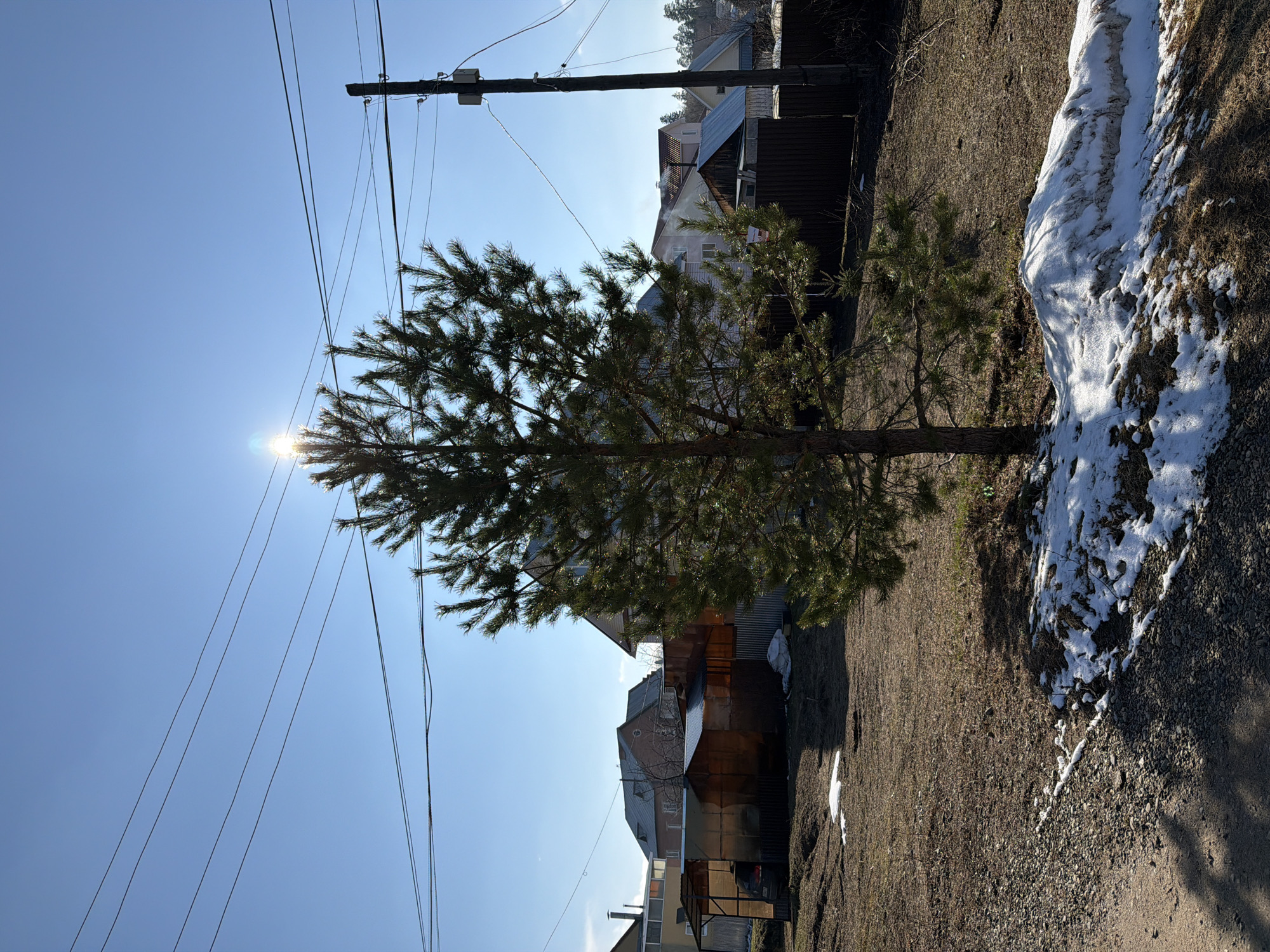 The image depicts an outdoor scene, likely during the transition from winter to spring, in a location that is suspected to be the city of Chaikovsky, Russia. The scene features a young evergreen tree, positioned centrally in the image frame. The sun is positioned behind the tree, creating a bright flare. The foreground is an area of gravel and grass, with patches of melting snow present. In the background, there are residential buildings, including wooden houses and structures with metal roofs, indicating a suburban or residential area. Above the tree and houses, power lines stretch across the blue sky. A wooden utility pole is visible in the background.