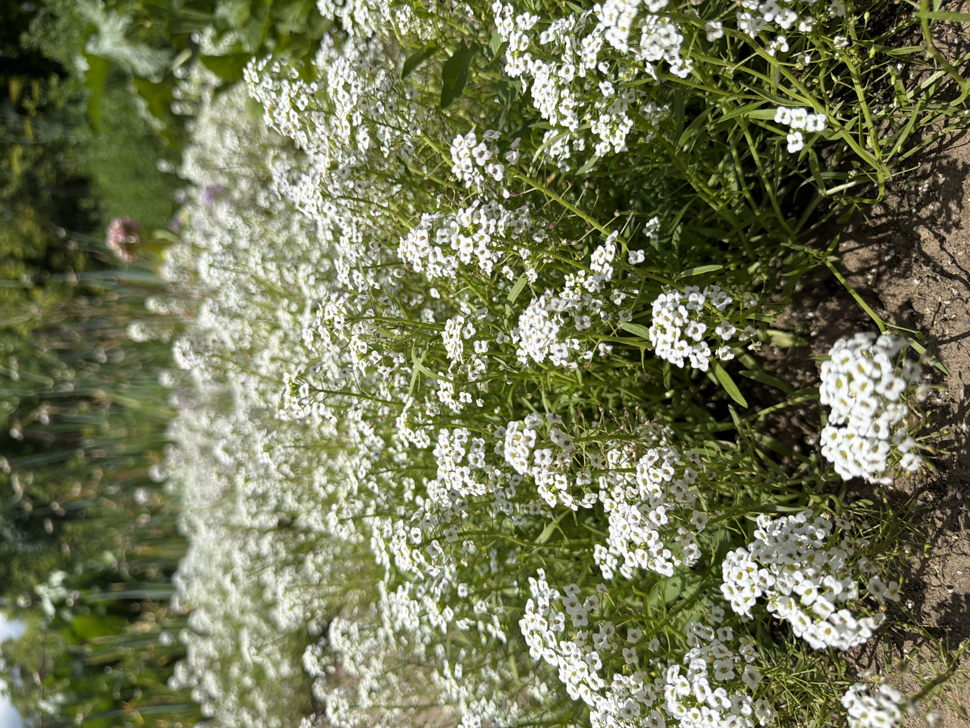 The image depicts a close-up, low-angle view of a densely packed bed of small white flowers, likely Sweet Alyssum, with green foliage. The flowers are clustered on thin, wiry stems, creating a carpet of white. The ground beneath the flowers appears to be dry, sandy soil, with some dappled sunlight casting shadows. In the background, out of focus, are taller green plants and foliage, suggesting a garden or natural setting. There are no people or animals visible. The overall impression is one of abundance and delicate beauty in a sunlit outdoor environment. The location of Selanovtsi, Bulgaria, is not visually evident from the image itself; this information is provided as context.