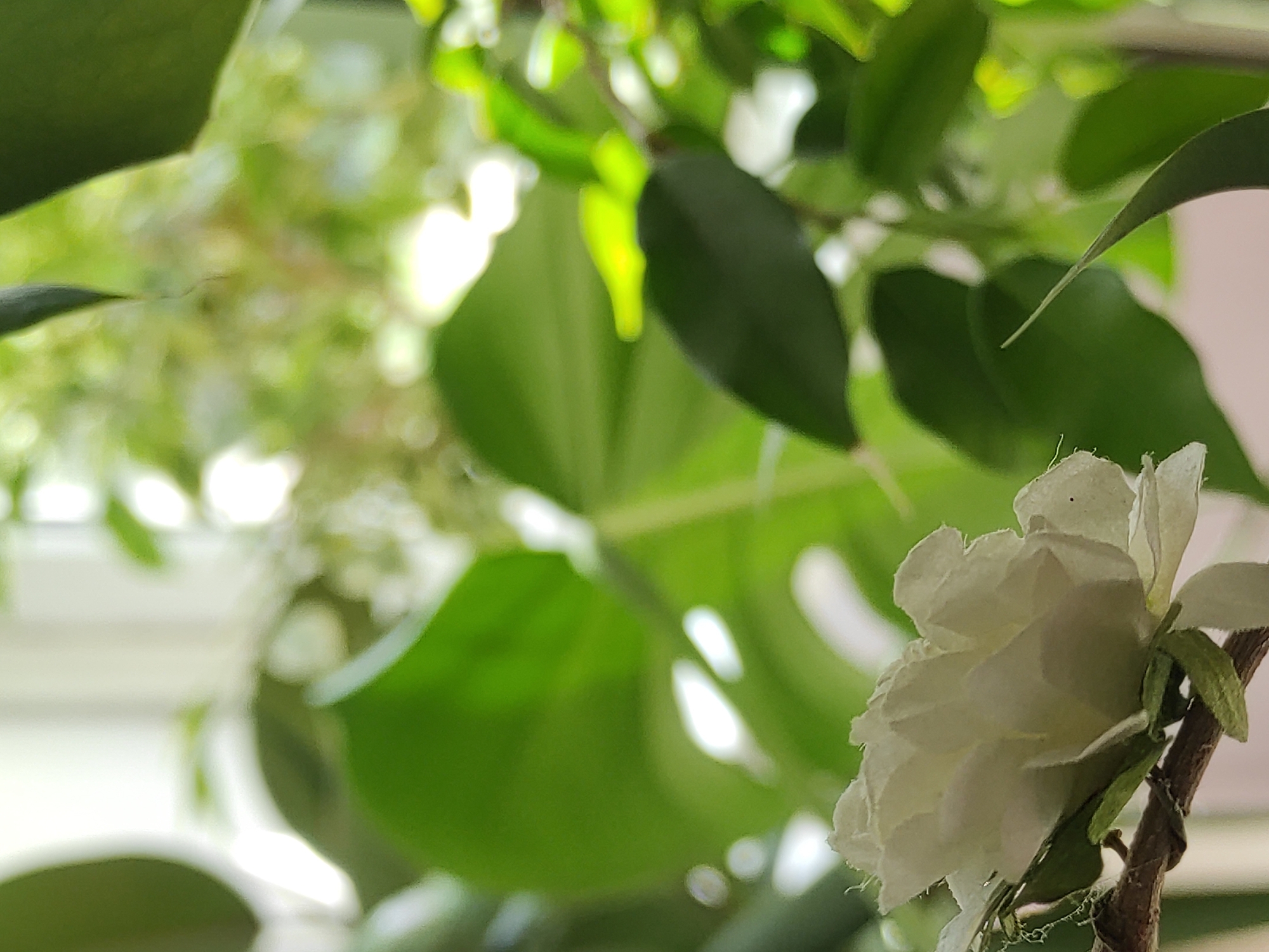 The image is a close-up shot of a white flower with ruffled petals, possibly artificial, resting on a brown branch. The flower is in the foreground, slightly to the left of the frame. Behind the flower, large, green leaves of a monstera plant are visible, with distinctive fenestrations. The background is blurred and consists of more green foliage and bright, out-of-focus highlights, suggesting natural light filtering through plants. The scene appears to be indoors, possibly near a window, with the plants arranged in a decorative setting. No people, actions, or interactions are depicted. The location is unknown.