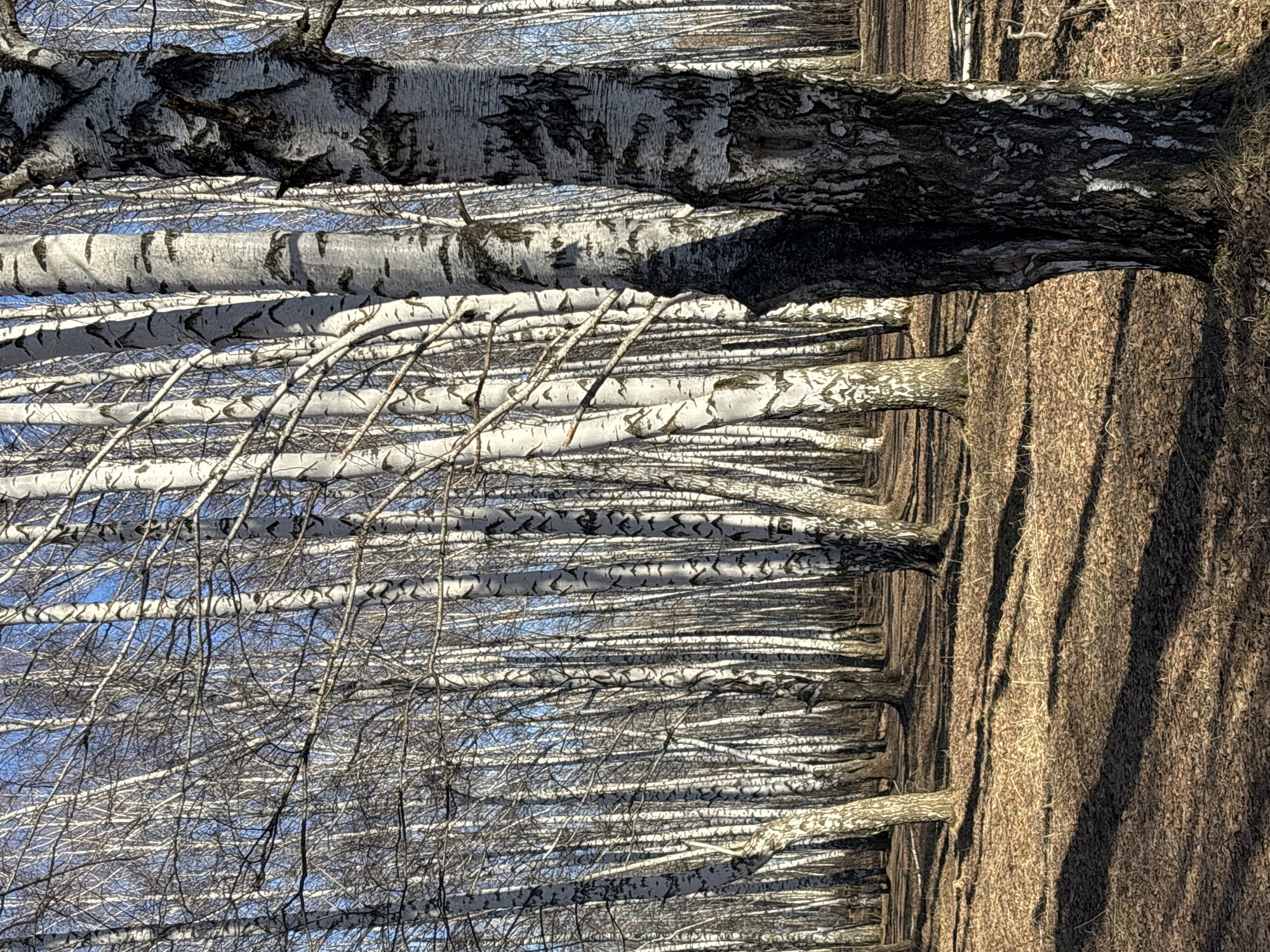 The image depicts a birch forest located in Chaikovsky, Russia. The scene is dominated by densely packed, slender birch trees with their characteristic white bark and dark markings. The trees are largely bare of leaves, suggesting a late autumn or early spring setting. The ground is covered in brown vegetation, likely dry grass or fallen leaves. Shadows of the trees stretch across the ground, indicating a low sun angle. The sky is visible through the branches of the trees.