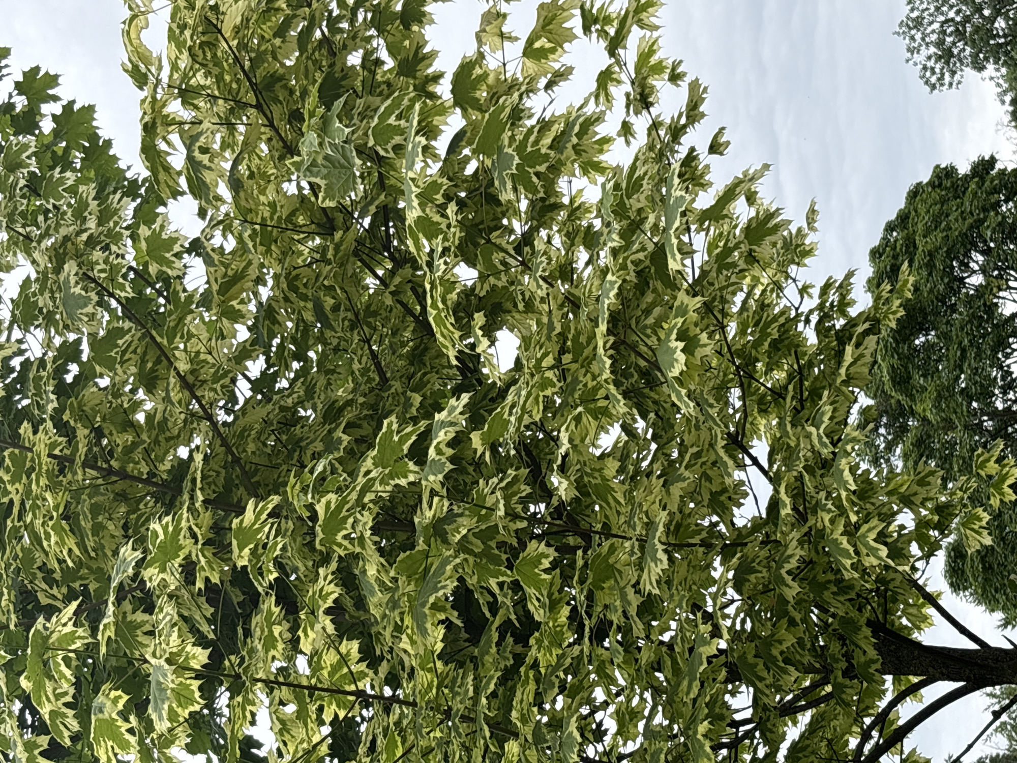 A medium shot captures a variegated maple tree against a pale, overcast sky. The tree's leaves are a mix of deep green and cream, creating a dappled effect. Branches of the tree are visible, with some extending towards the bottom left of the frame. In the background, the tops of other green trees can be seen below the maple tree. The scene appears to be a park or a residential area within Saint Petersburg, Russia.