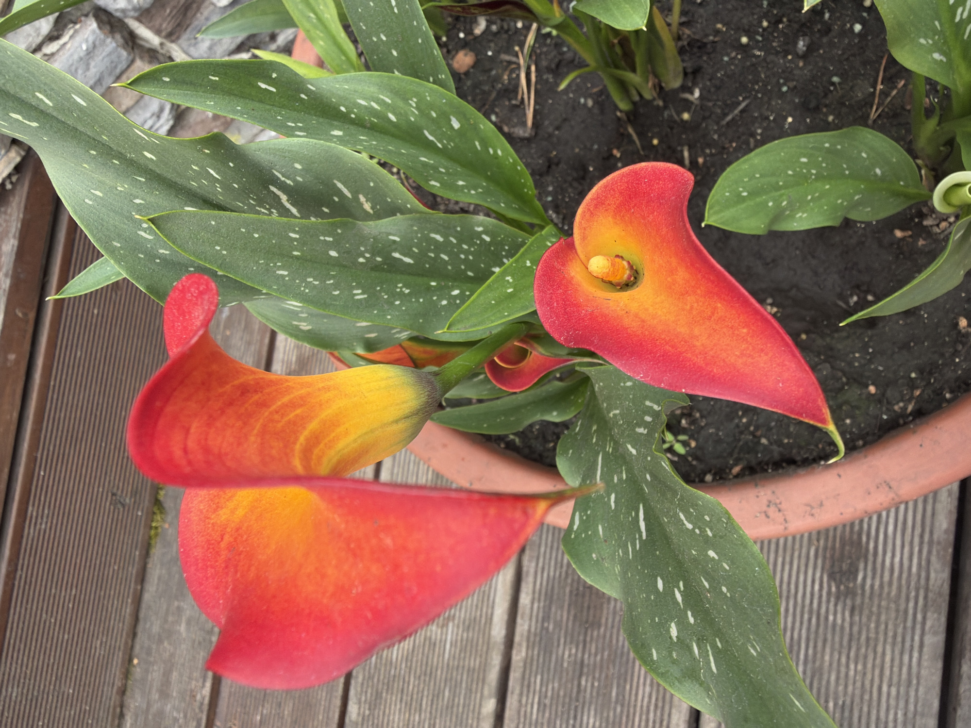 This is a close-up, top-down photograph of a potted Calla lily plant. The plant has several vibrant, trumpet-shaped flowers that transition from deep red at the edges to bright orange and yellow towards the center. The leaves are a deep green, speckled with small white dots. The pot, a terracotta color, sits on a wooden deck. The background shows more of the wooden deck and a blurred stone structure. The image appears to be taken outdoors in natural light. The location provided, Sukhaya, Russia, is not visually discernable from the image content.