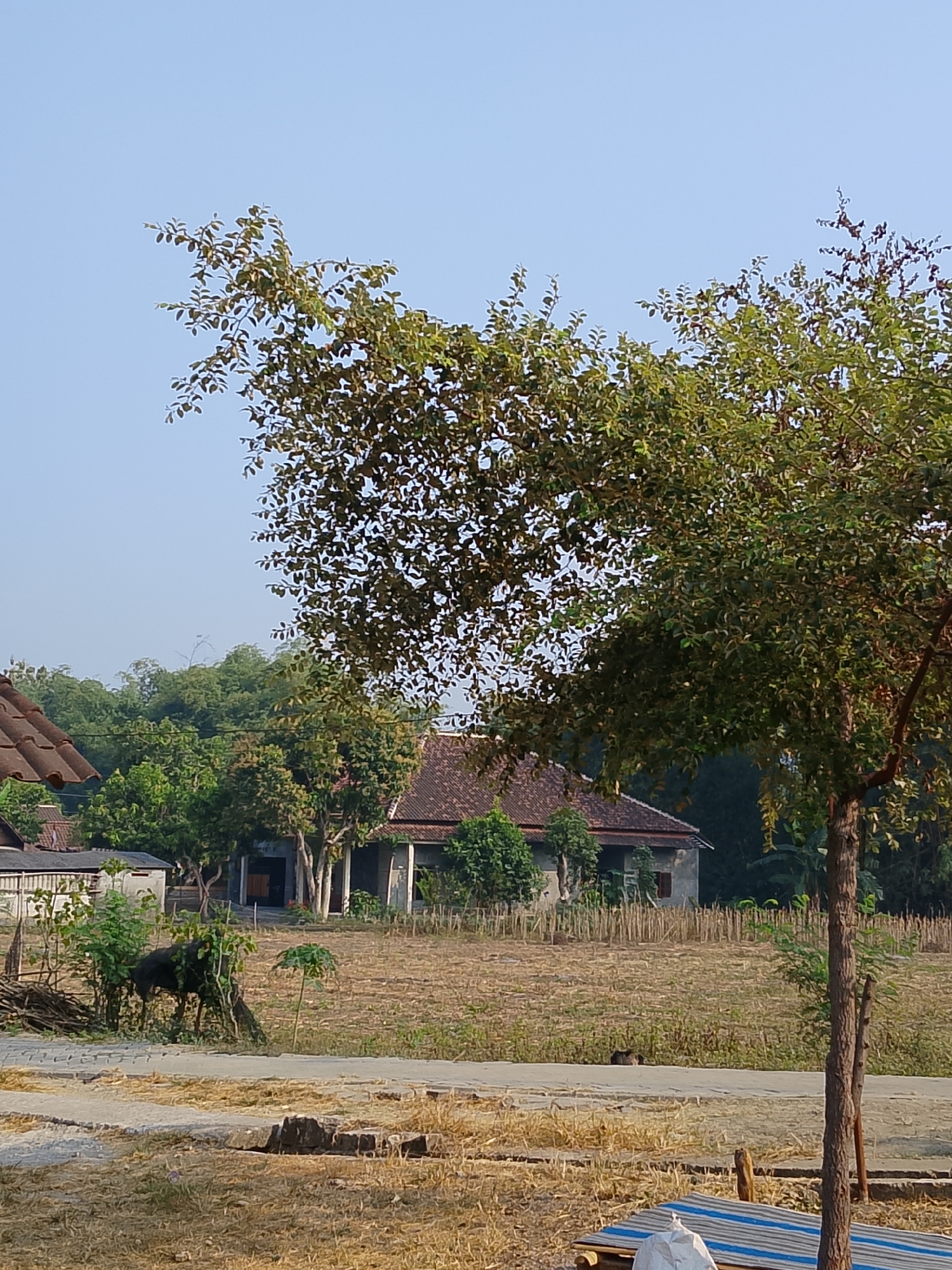 The image captures a rural scene in Kasiman, Indonesia, bathed in the soft light of what appears to be late afternoon or early morning. Dominating the foreground is a large tree with dense, green foliage, its branches extending into the clear, pale blue sky. To the left of this tree, a section of another tree with similar leafy branches is visible.
In the mid-ground, a dry, straw-covered field stretches out. Within this field, a dark-colored animal, possibly a cow or buffalo, is partially obscured by a cluster of green shrubs and foliage. Beyond the field, a long, low building with a dark tiled roof is visible. The building appears to be a house or a similar structure, with several windows and a darker doorway. In front of this building, there are more trees, some with green leaves and others appearing more bare. A smaller, lighter-colored building is situated to the left of the main structure, with a visible fence.
Further in the background, a dense line of bamboo or similar tall, slender trees creates a natural barrier, suggesting the edge of a forest or cultivated area. The ground in the immediate foreground is a mix of dry grass, straw, and some rough stones or concrete debris. A paved pathway, possibly a road or walkway, runs across the middle of the scene, separating the foreground from the field. On the right side of the foreground, a portion of a structure with blue and white striped material is visible. The overall impression is one of a peaceful, agrarian setting.