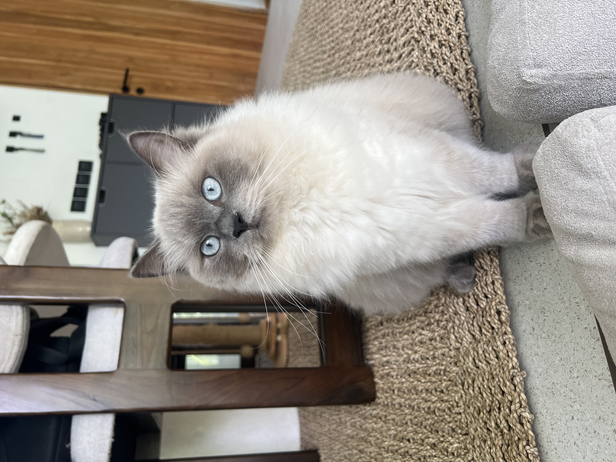 A light-colored Ragdoll cat with blue eyes is positioned on a beige woven rug near a light grey sofa. The cat is looking directly at the camera. In the background, there is a dark grey cabinet, a white cat tree, and a wooden object, possibly a chair or table. The location appears to be indoors. This location is not identifiable as Buduk, Indonesia from the image.