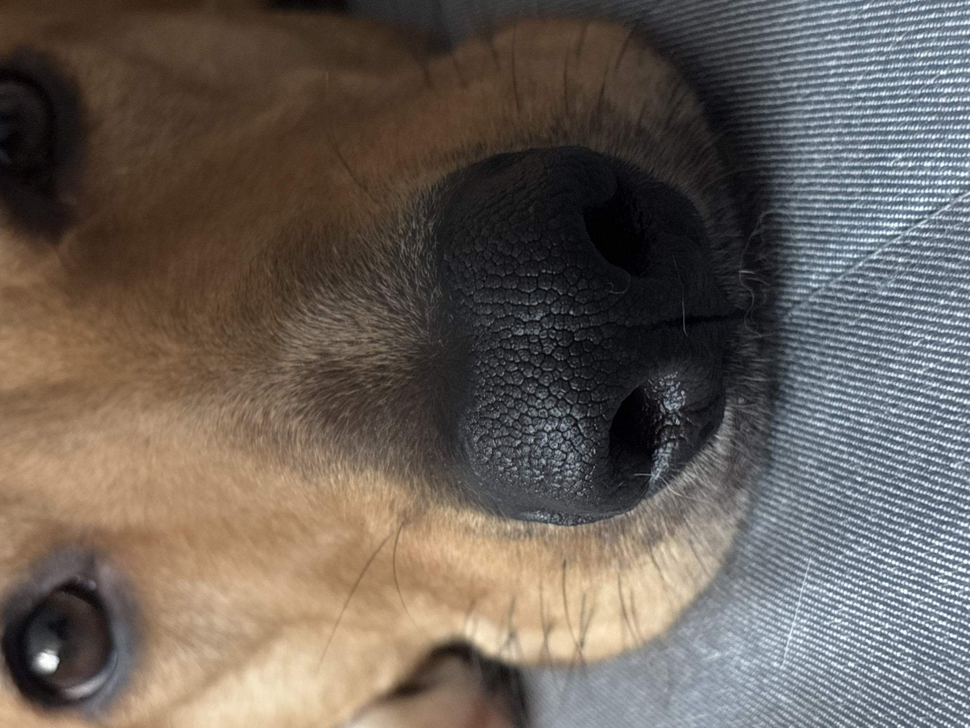 The image is a close-up, head-on shot of a dog's nose and eyes, resting on a textured gray surface that appears to be fabric. The dog's fur is a light brown or tan color. The nose is black and has a textured, slightly wrinkled surface with two visible nostrils. The eyes are dark and round, with visible pupils. The lighting suggests it was taken indoors. There is no indication of the city of Saint Petersburg, Russia, or any elements of an urban environment.