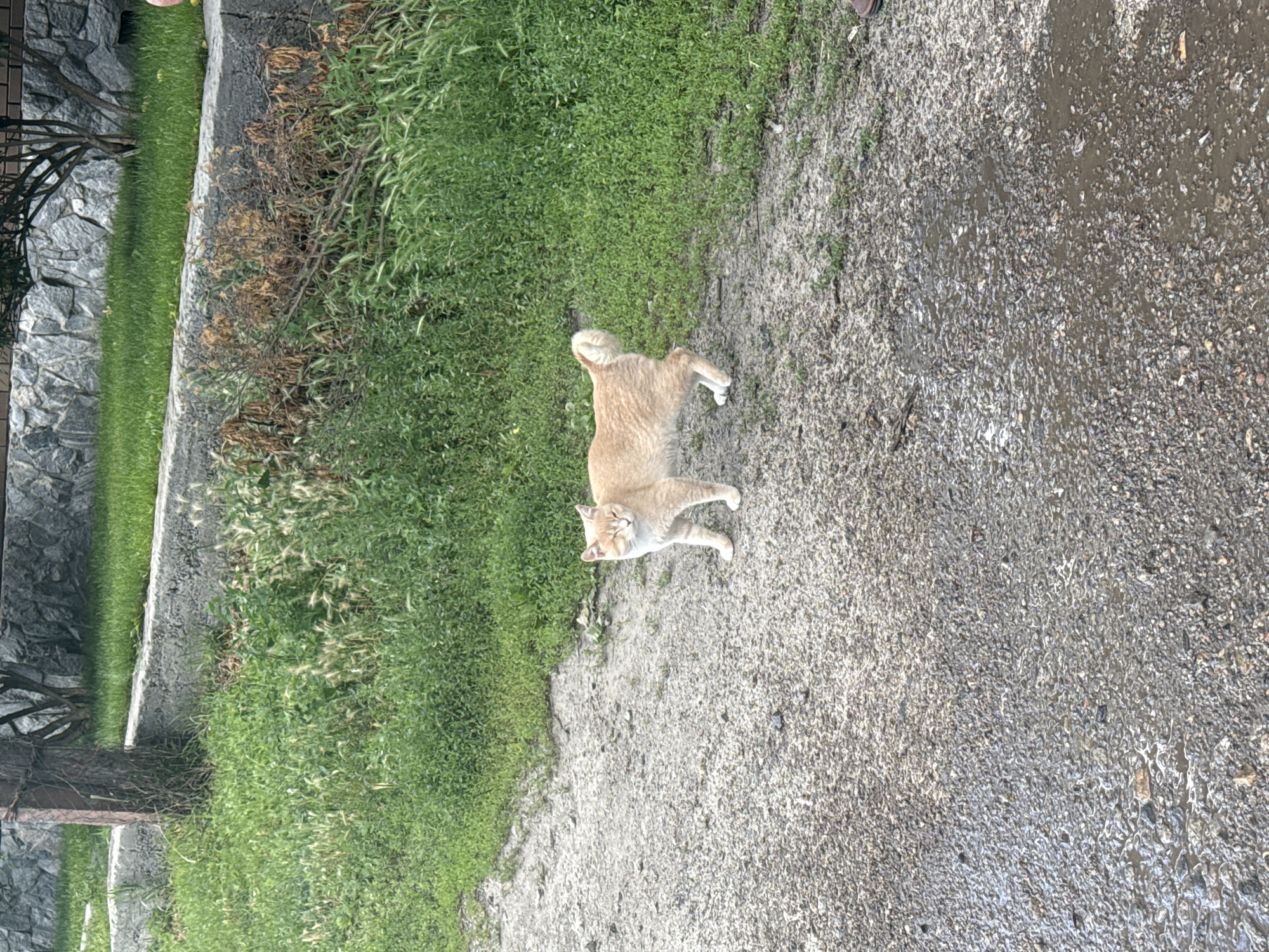 A ginger cat with white markings stands on a gravel path, looking towards the camera with its eyes partially closed. The cat is positioned centrally in the lower half of the frame. To the left of the cat, a tree trunk is visible, partially obscured by a rough concrete barrier. Beyond the barrier, lush green grass grows, interspersed with patches of dry, brown foliage and some lighter-colored grasses. In the background, a stone wall with a textured surface forms a backdrop, with more green grass and the branches of a tree above it. The gravel path appears wet in places, with puddles reflecting the overcast sky. The scene is outdoors, suggesting a park, garden, or residential area. No people are clearly depicted in the frame, although a small portion of what appears to be a brown shoe is visible at the bottom right edge of the image, indicating the likely presence of a photographer. The location is identified as Dnipro, Ukraine.