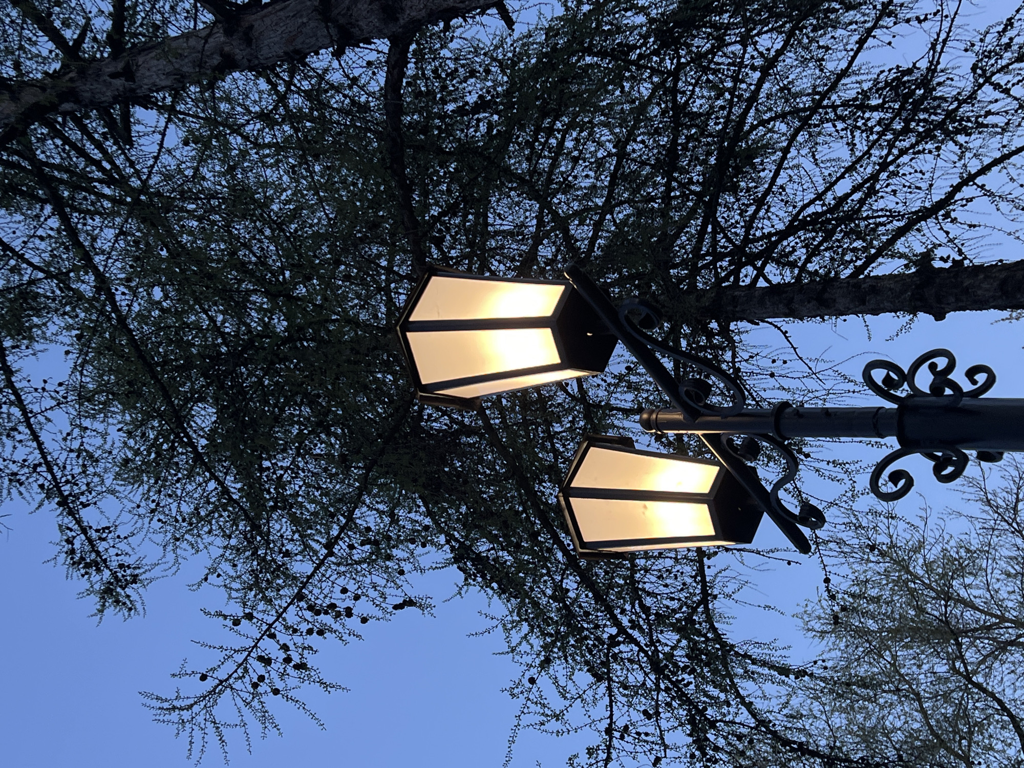 The image is a low-angle shot of two illuminated hexagonal lampposts situated beneath the branches of a tree. The sky is visible through the branches and is a pale blue hue, suggesting either dusk or dawn. The tree appears to be a larch, given the presence of small cones and needle-like leaves. The lampposts are of a vintage design, with black frames and decorative swirls on the pole. Their internal lights are a warm yellow. While the city of Chaikovsky, Russia is mentioned, the image doesn't provide explicit evidence confirming its location. The scene conveys a tranquil ambiance, likely in a park or residential area.