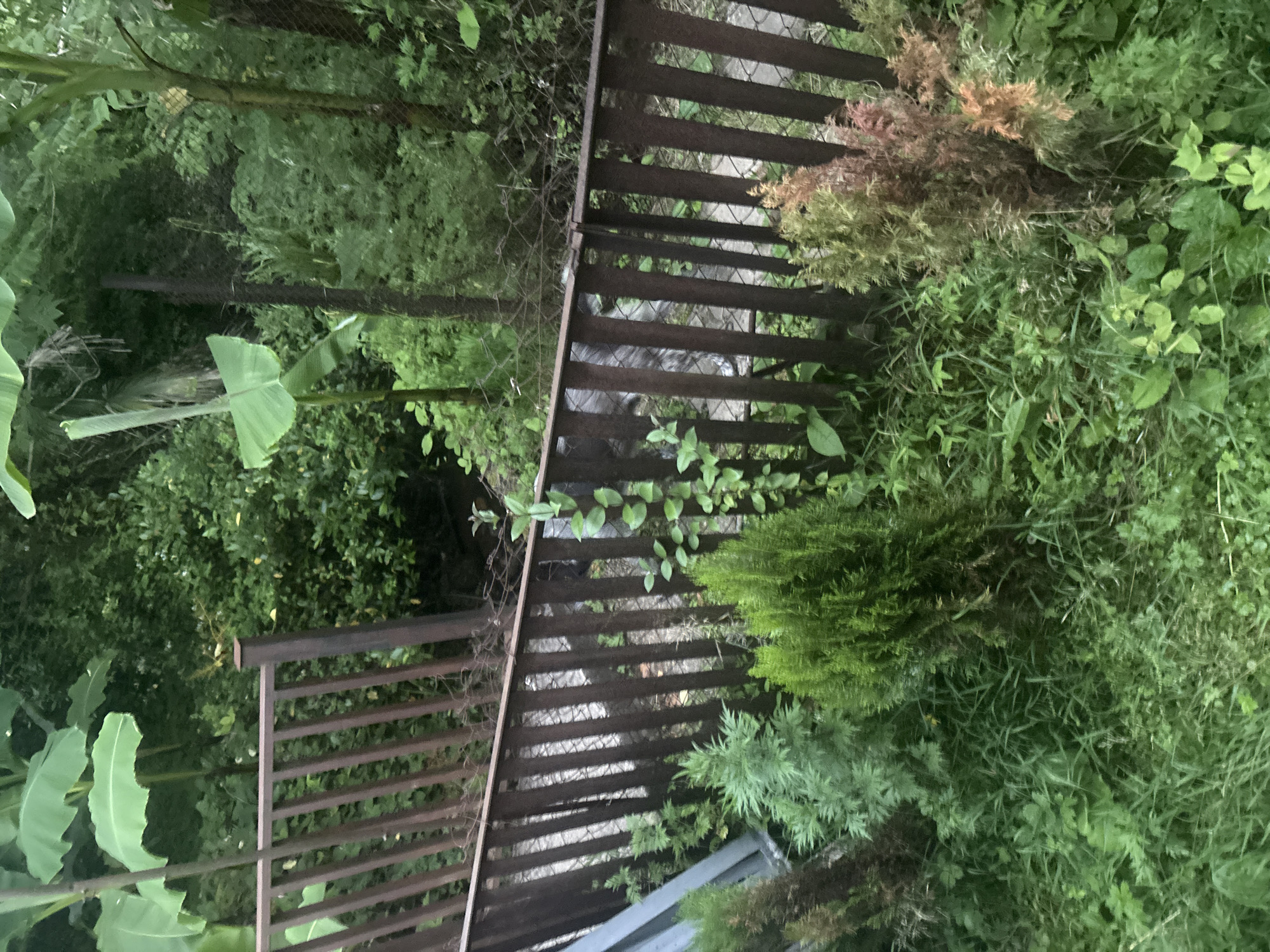 The image shows a garden with lush green foliage, a wooden fence, and what appears to be a wooden structure with horizontal slats, possibly part of a staircase or walkway. There are also banana leaves visible on the left side of the frame. The vegetation is dense and varied, with different shades of green and some brown, possibly indicating dry or dead parts of plants. The lighting suggests it might be daytime, but the overall scene is somewhat dim, hinting at an overcast sky or the shade of surrounding trees. The setting is an outdoor garden, likely in a location with a humid climate given the presence of banana plants, which aligns with the provided location context of Batumi, Georgia. No people are visible in the image. The focus is on the natural elements and the man-made structures within the garden. The mood is tranquil and naturalistic. There is no visible text in the image.