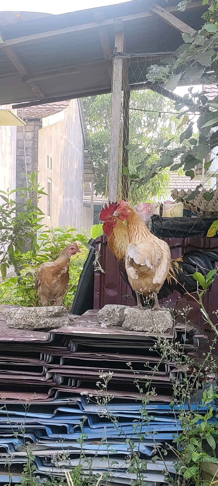 In Sungai Sipai, Indonesia, three chickens are situated outdoors. Two roosters, one with a prominent red comb, and a hen are gathered on a surface composed of stacked, corrugated materials, possibly roofing tiles. The roosters are positioned together, with one facing forward and the other slightly behind it. The hen stands to the left, observing something in the distance. Two irregularly shaped rocks are placed on top of the stacked materials, serving as elevated perches for the birds. The background reveals a residential structure with a textured, light-colored wall, a metal fence, and lush green foliage, indicating an urban or semi-urban setting. The overall scene is illuminated by natural daylight.