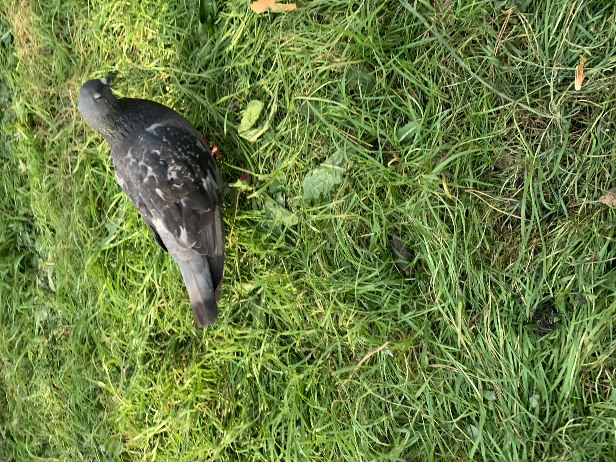 A single pigeon stands on a patch of green grass. The pigeon is grey with black and white speckles. Its beak is pointed to the ground, and its eyes are closed. The grass is long and appears to be slightly damp. The scene is outdoors in what appears to be a park or grassy area. There are no visible buildings or other urban features. It is not possible to determine the specific location within Prokopyevsk, Russia based on the image alone.
