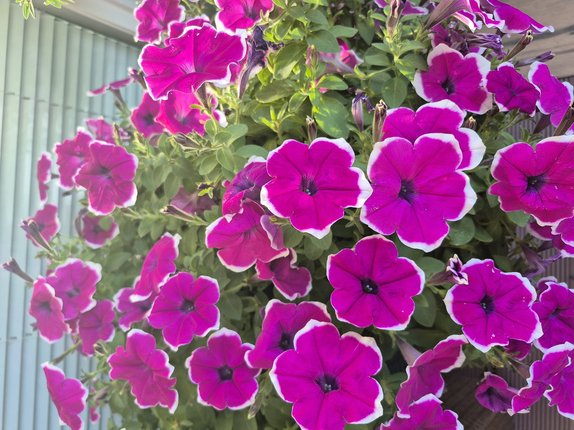 A close-up, high-angle shot captures a cluster of vibrant pink petunias with white-edged petals. The flowers are in various stages of bloom, some fully open with visible dark centers, while others are partially unfurled. Lush green foliage surrounds the blossoms, and a few dried, purplish-brown petunia buds or spent flowers are interspersed among them. In the background, a light blue, horizontal-slatted surface, possibly siding or a fence, is visible, suggesting an outdoor setting. The overall impression is one of natural beauty, likely in a garden or porch setting. The image does not contain any identifiable landmarks or individuals that would allow for a specific location within Barbing, Germany, to be determined.